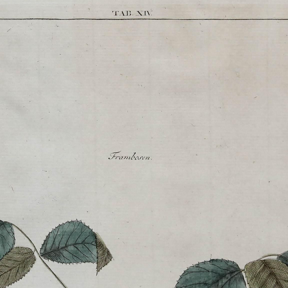After Johann Hermann Knoop (1700 1769) 19th Century Engraving, Raspberries photo Art