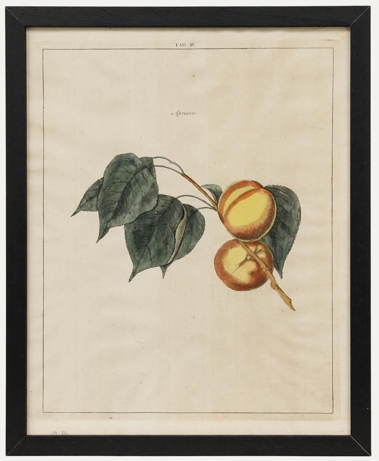 After Johann Hermann Knoop (1700 1769) 19th Century Engraving, Apricots