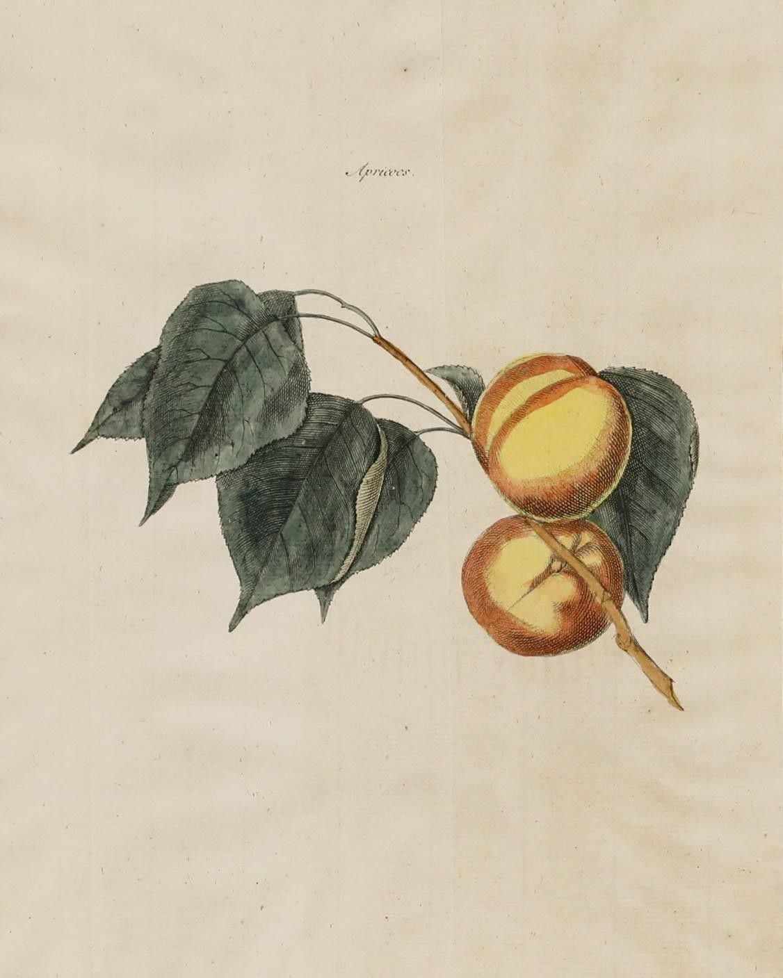 After Johann Hermann Knoop (1700 1769) 19th Century Engraving, Apricots photo furniture