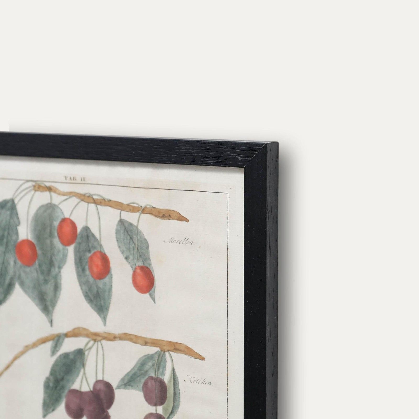 After Johann Hermann Knoop (1700 1769) 19th Century Engraving, Cherries photo 175.0