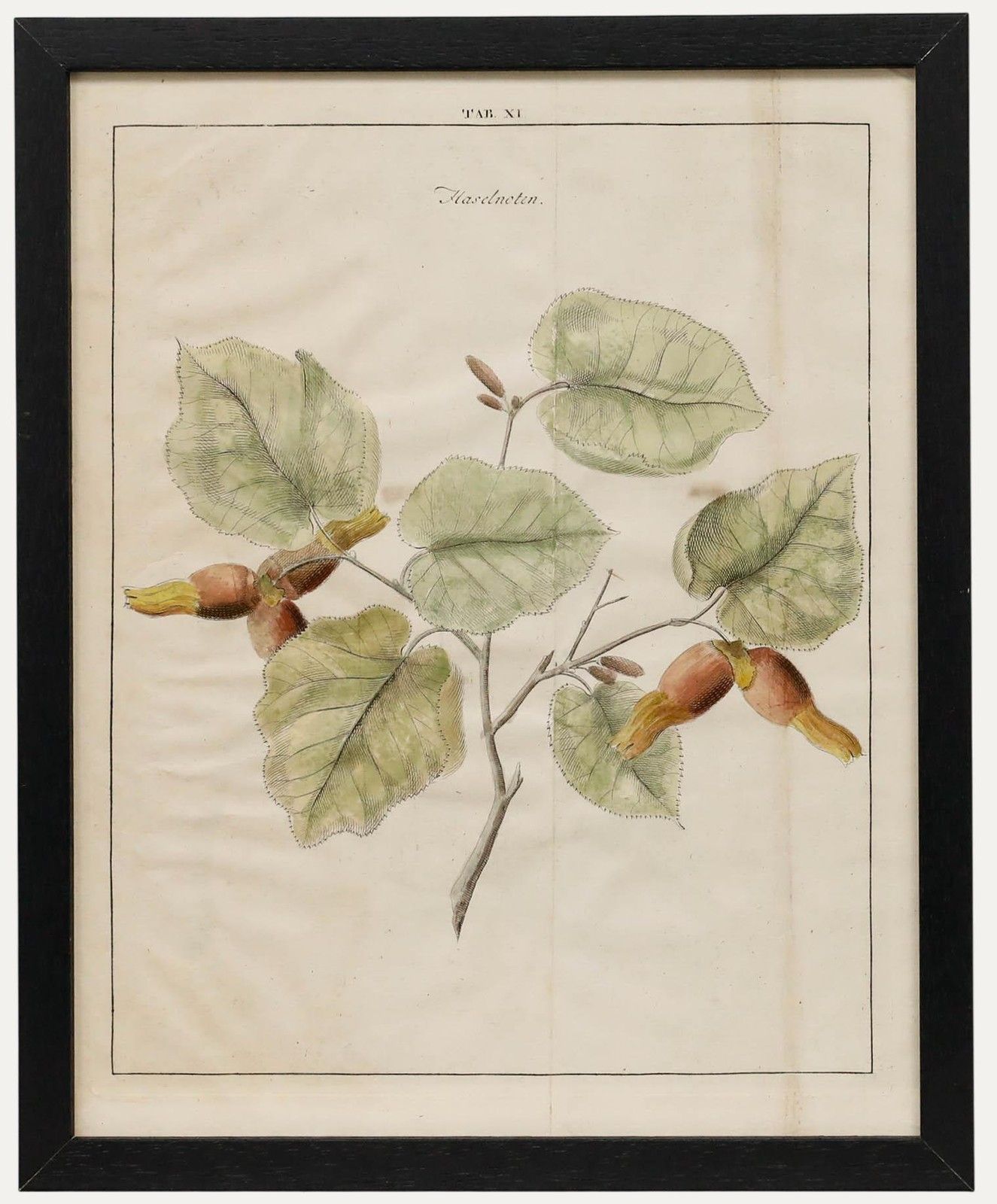 After Johann Hermann Knoop (1700 1769) 19th Century Engraving, Hazelnuts