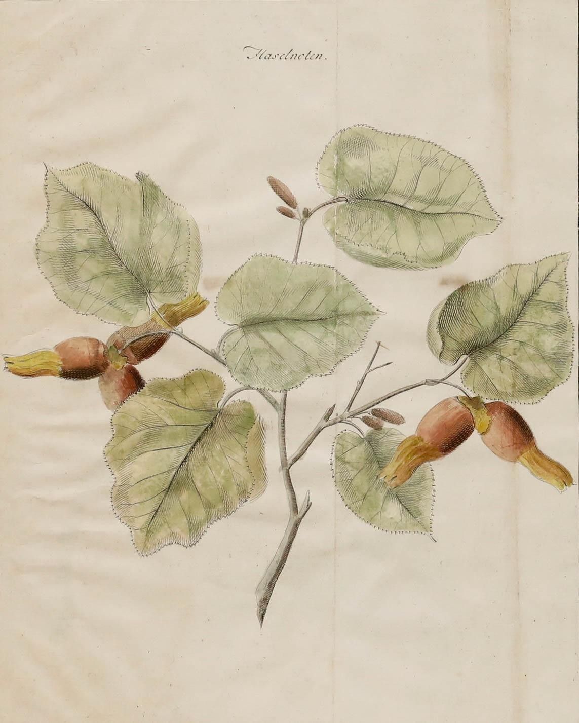 After Johann Hermann Knoop (1700 1769) 19th Century Engraving, Hazelnuts photo furniture
