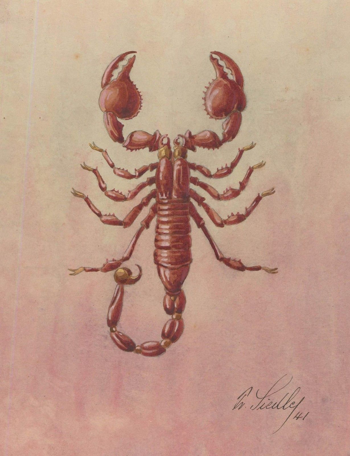 Fr. Siedler Mid 20th Century Watercolour, Scorpion
