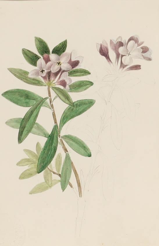 Sophia Katherine Charleton (1789 1844) Watercolour, Daphne Sericea photo furniture