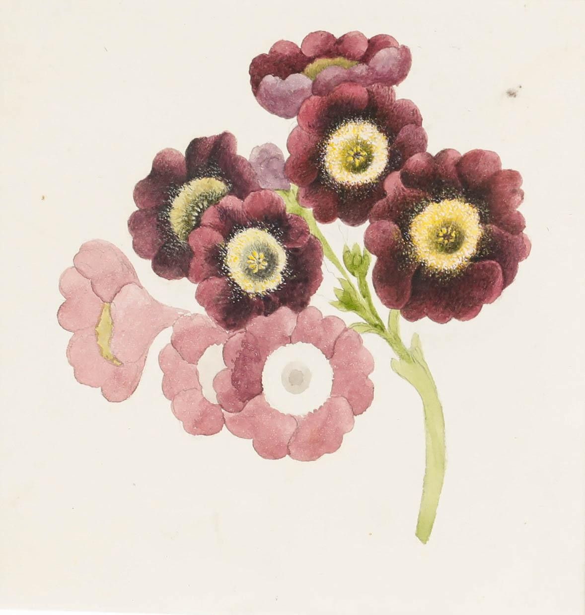Sophia Katherine Charleton (1789 1844) Watercolour, Primulas photo furniture