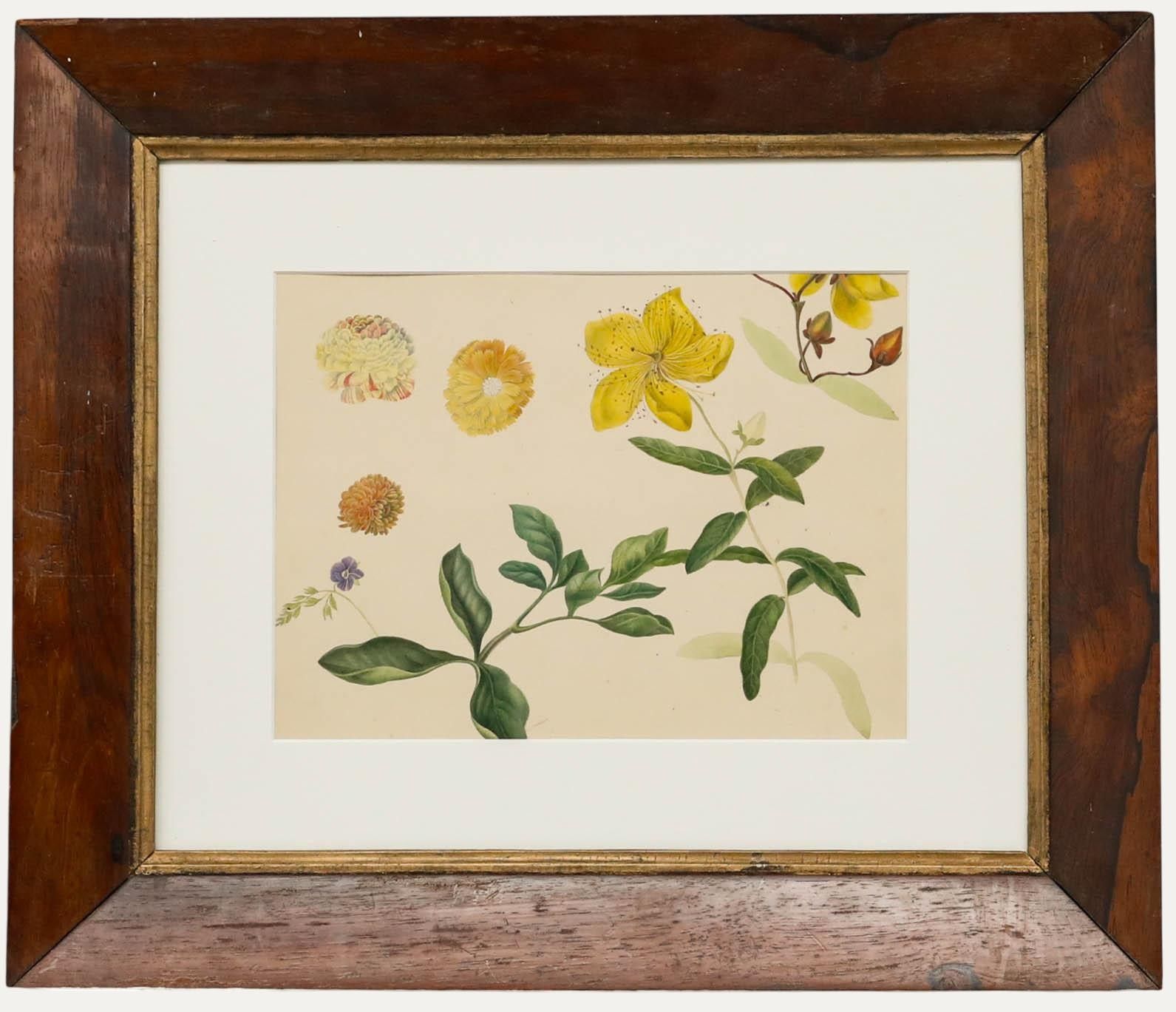 Sophia Katherine Charleton (1789 1844) Watercolour, Rose Of Sharon