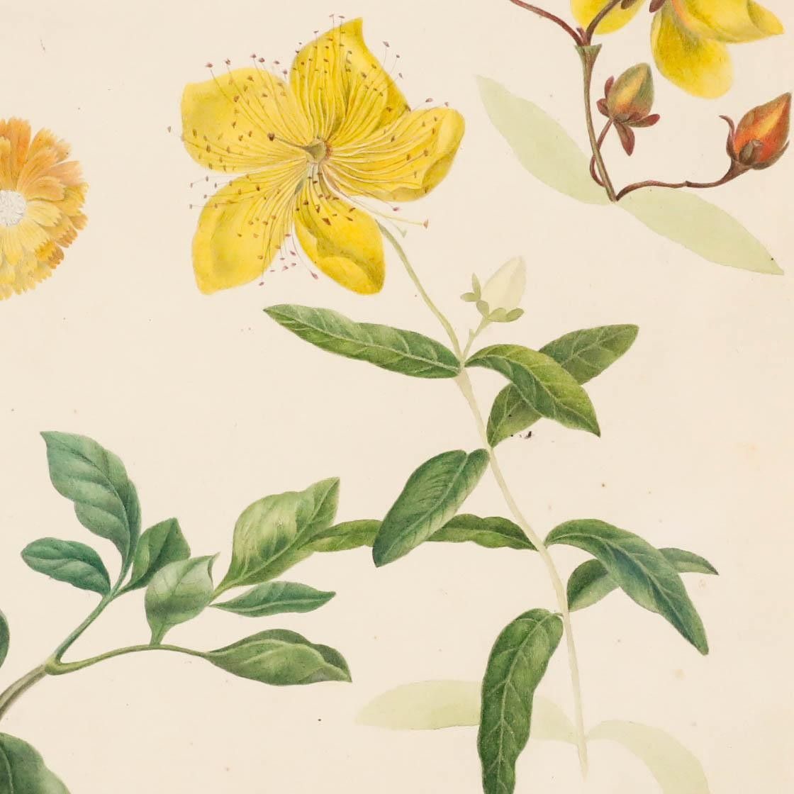 Sophia Katherine Charleton (1789 1844) Watercolour, Rose Of Sharon photo Art