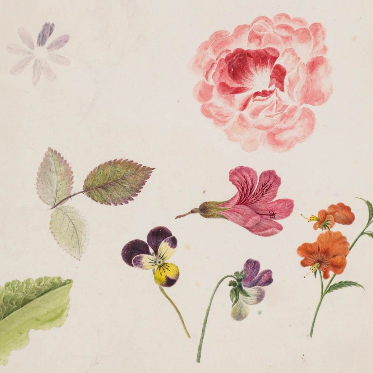 Sophia Katherine Charleton (1789 1844) Watercolour, Anemone And Rose photo for sale