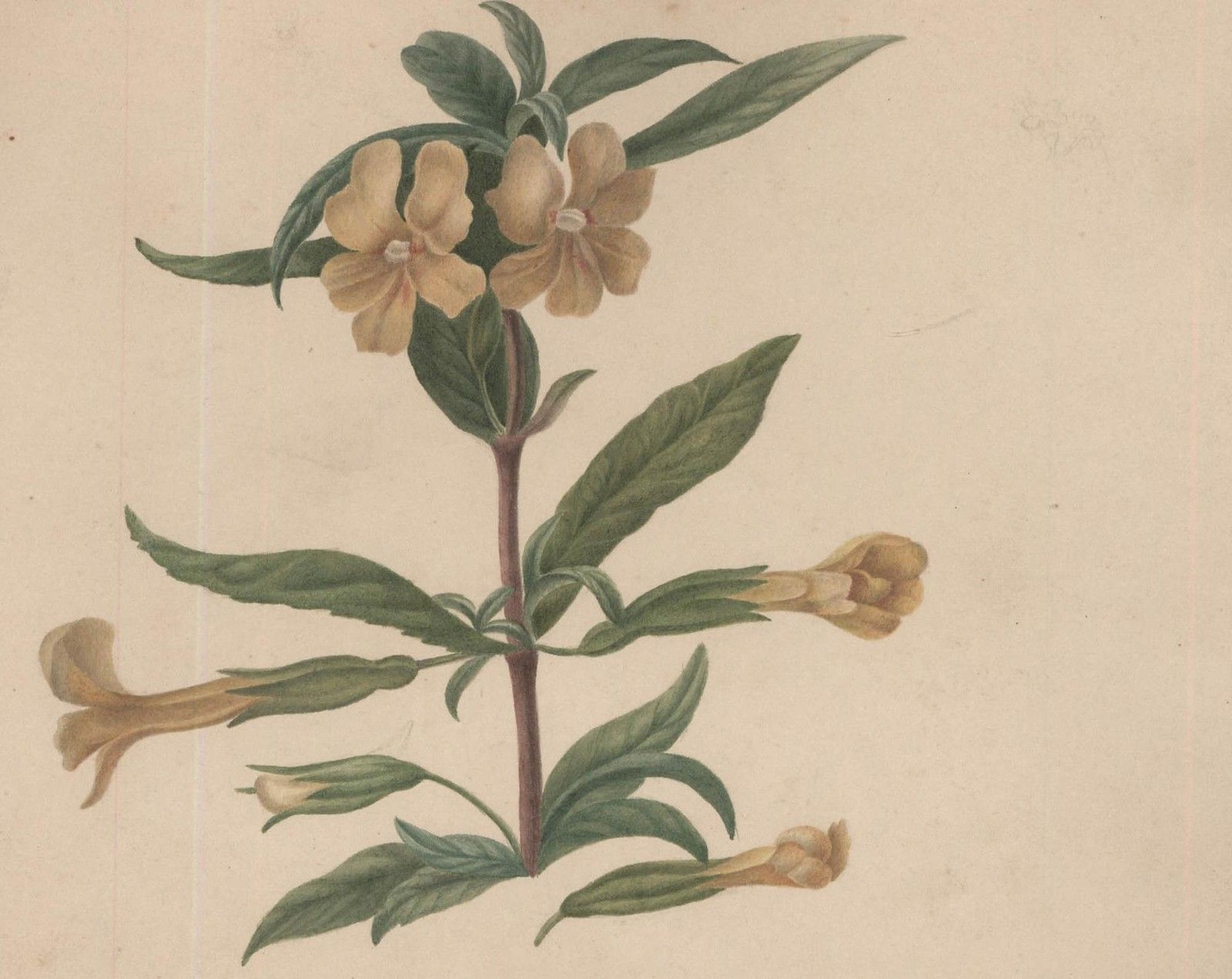Sophia Katherine Charleton (1789 1844) Watercolour, Diplacus Aurantiacus photo furniture