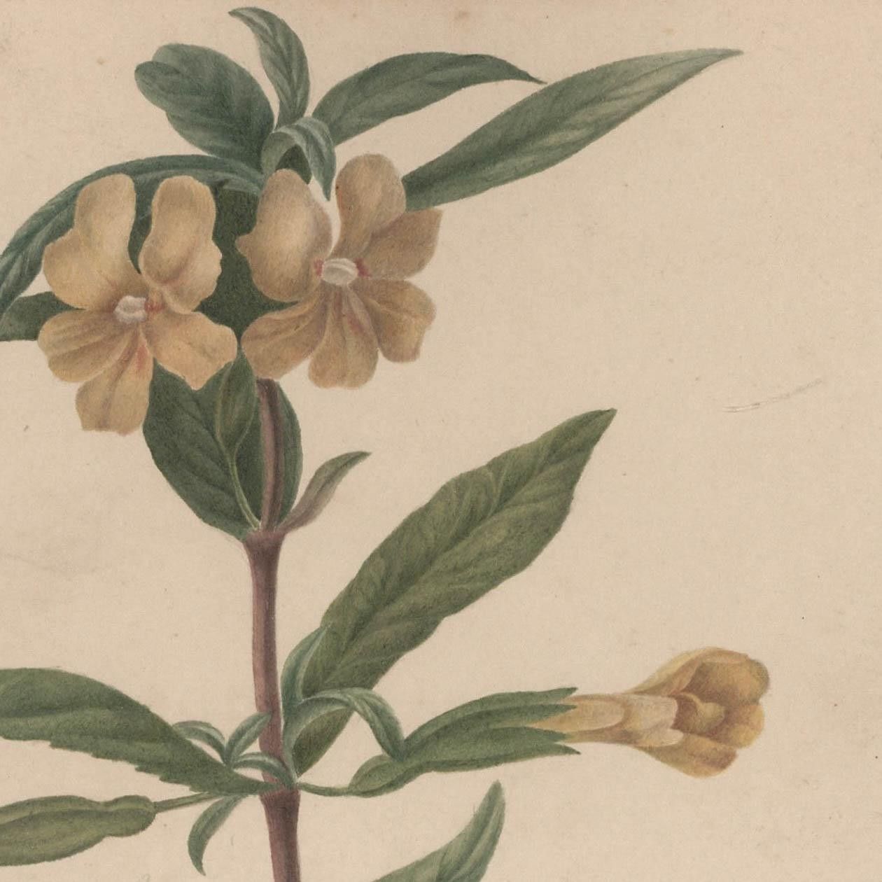 Sophia Katherine Charleton (1789 1844) Watercolour, Diplacus Aurantiacus photo for sale