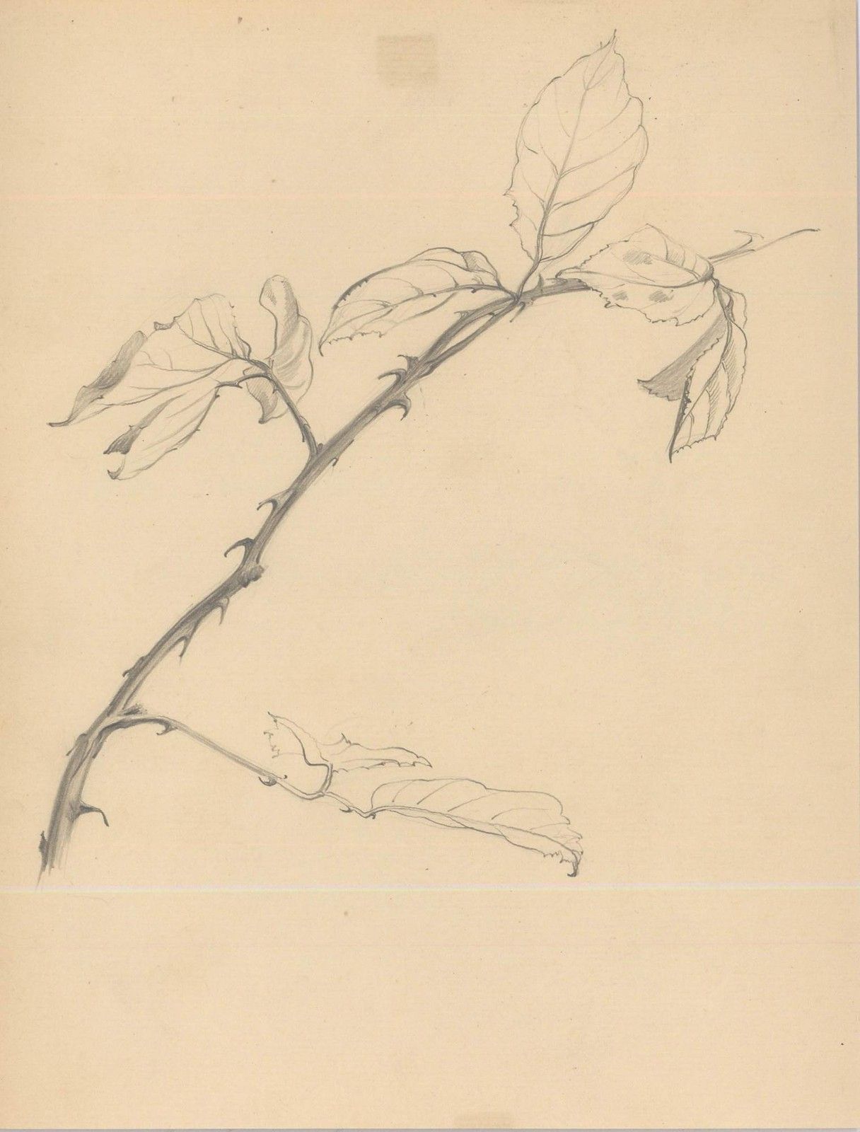 Attrib. John Cluysenaar (1899 1986) Graphite Drawing, Study Of Beech Leaves photo furniture