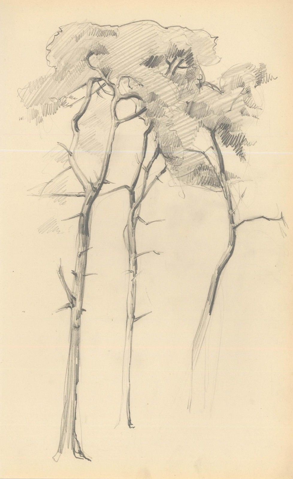 Attrib. John Cluysenaar (1899 1986) Graphite Drawing, Study Of Scots Pine photo furniture