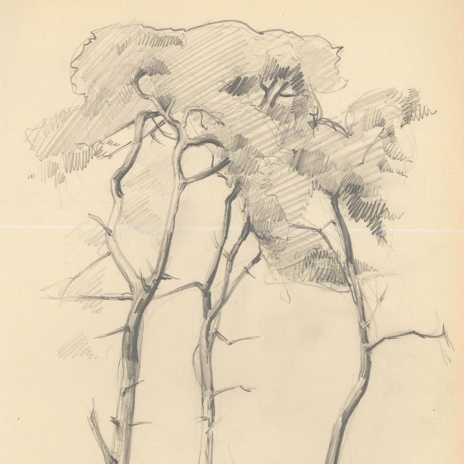 Attrib. John Cluysenaar (1899 1986) Graphite Drawing, Study Of Scots Pine photo for sale