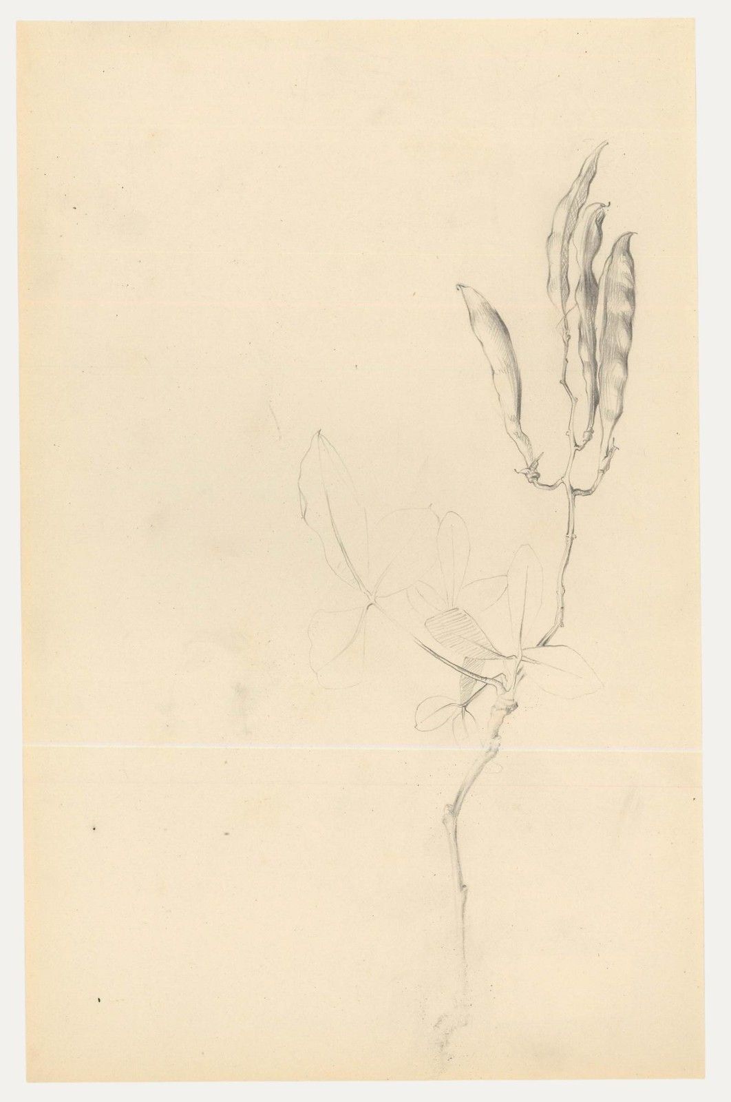 Attrib. John Cluysenaar (1899 1986) Graphite Drawing, Wisteria Pods