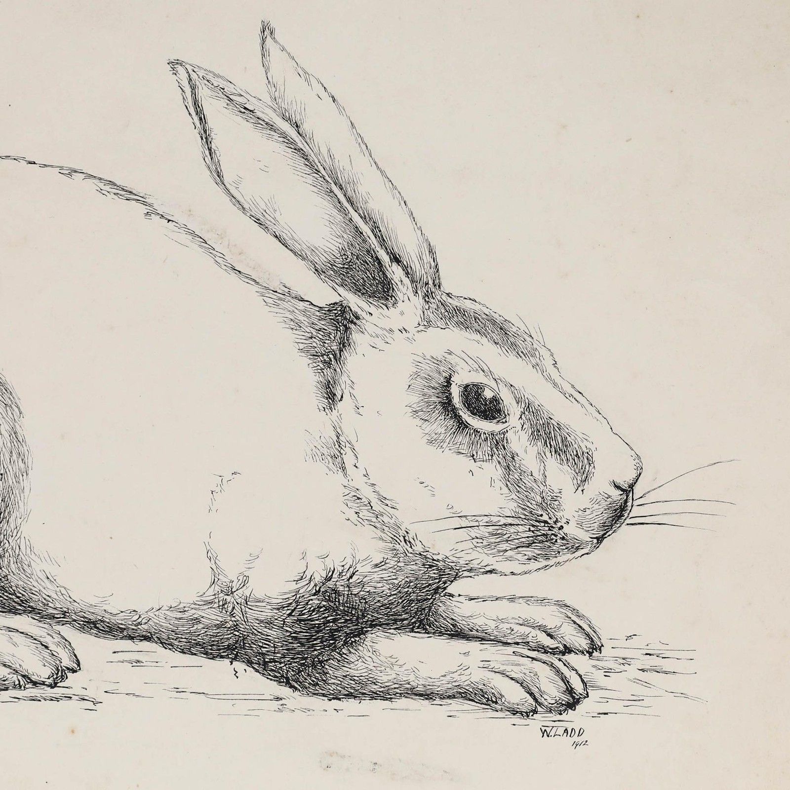 William Henry Ladd Early 20th Century Pen And Ink Drawing, Sketch Of A Rabbit photo for sale