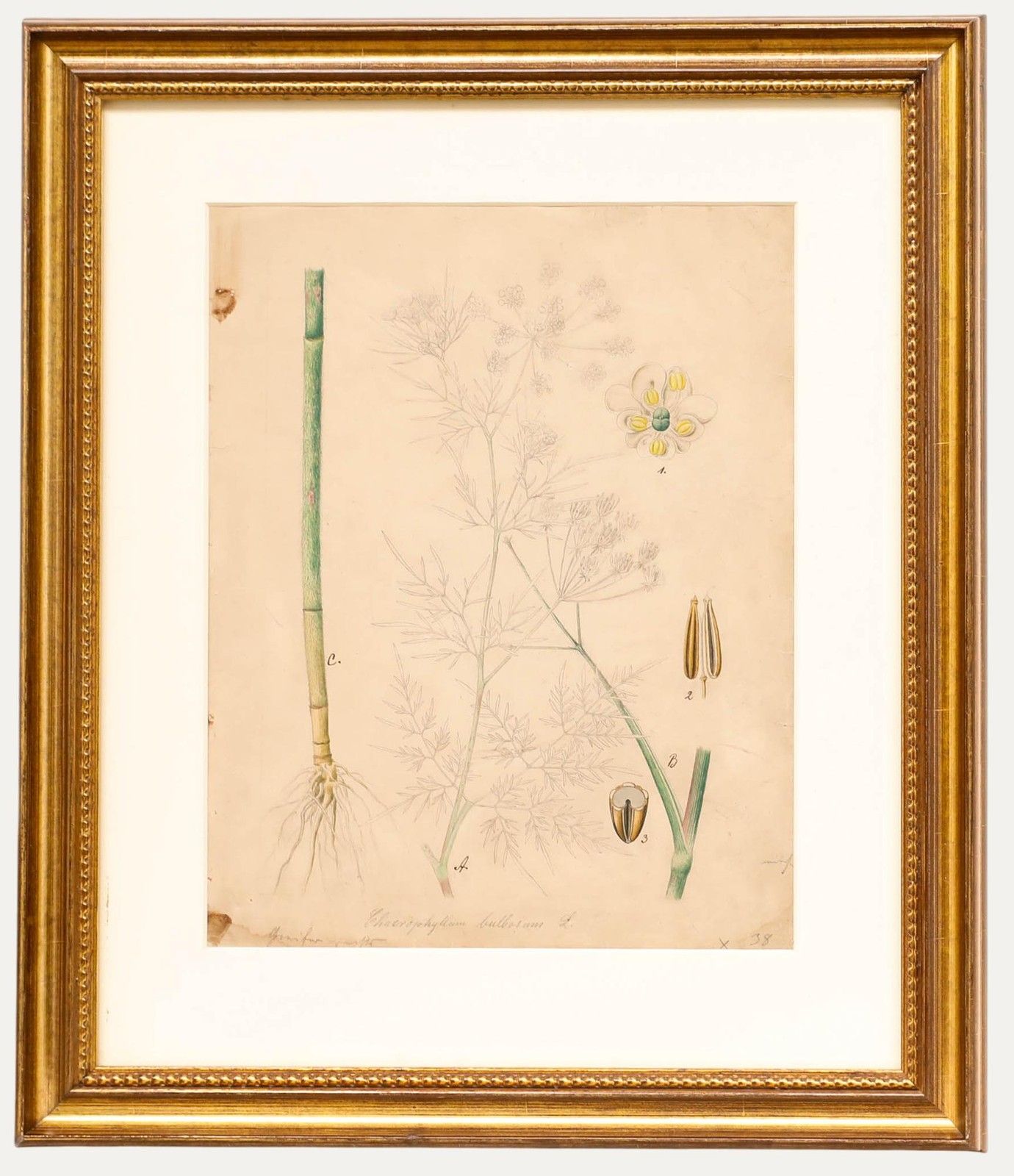 19th Century Watercolour Study Of Chaerophyllum Bulbosum