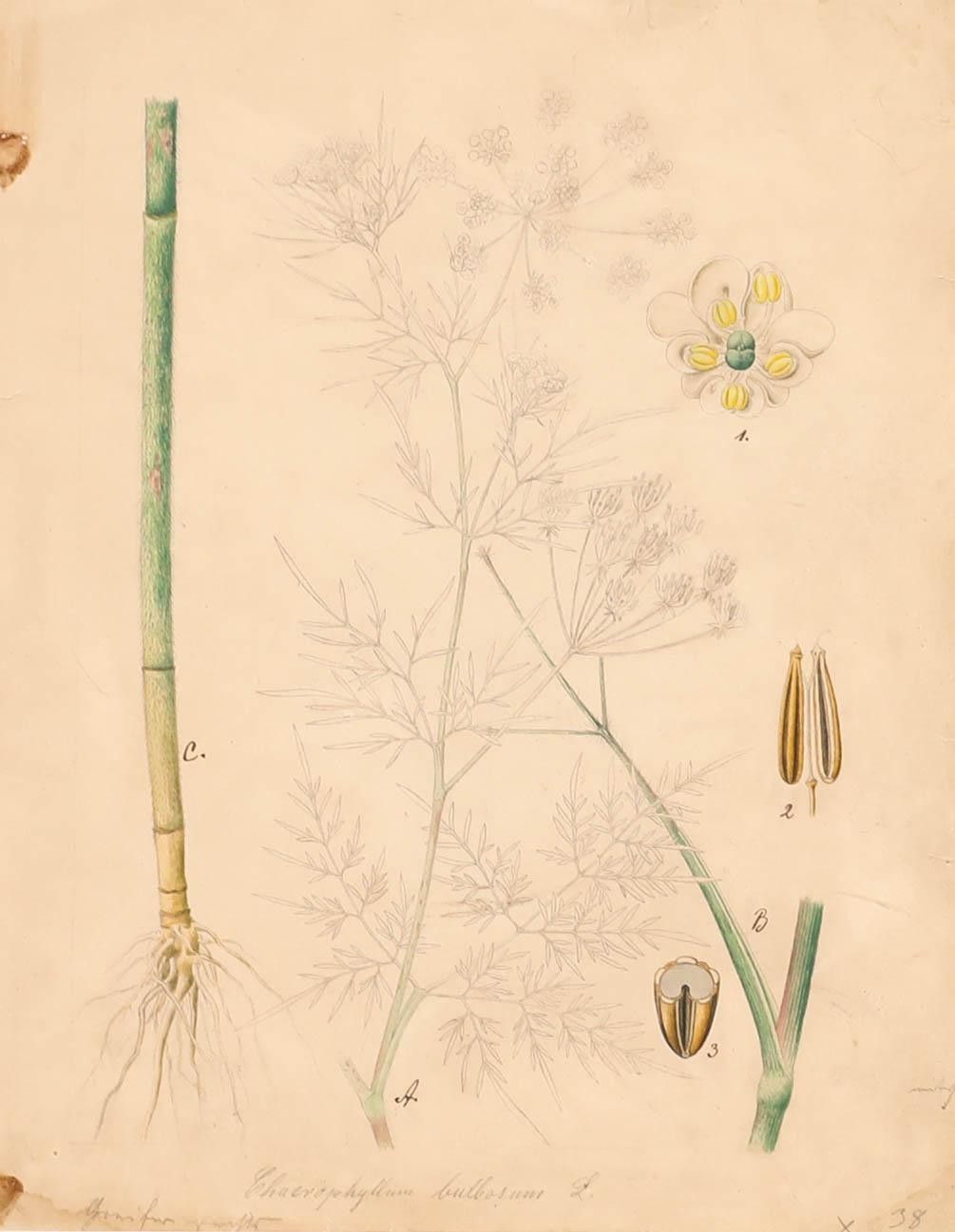 19th Century Watercolour Study Of Chaerophyllum Bulbosum photo furniture