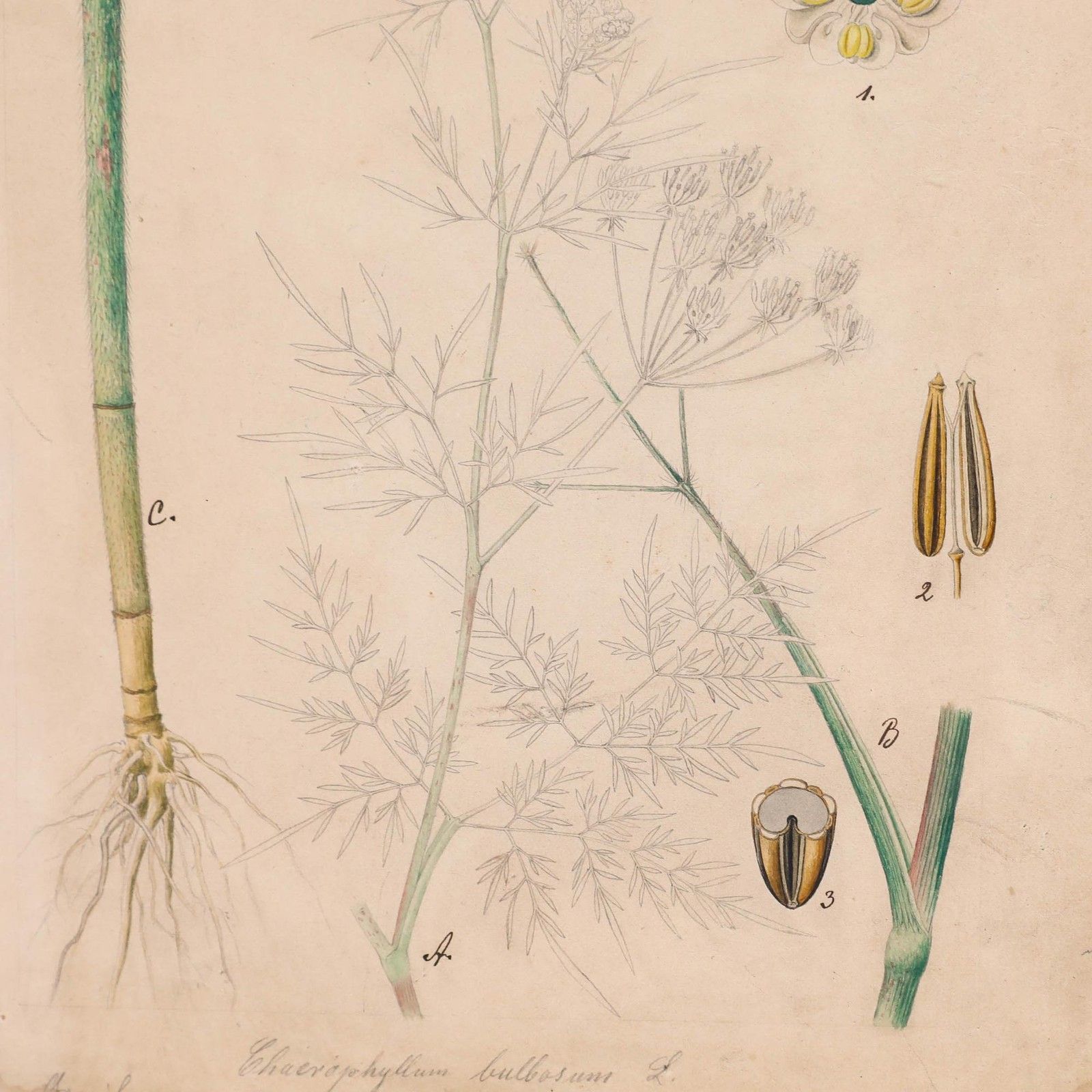 19th Century Watercolour Study Of Chaerophyllum Bulbosum photo Art