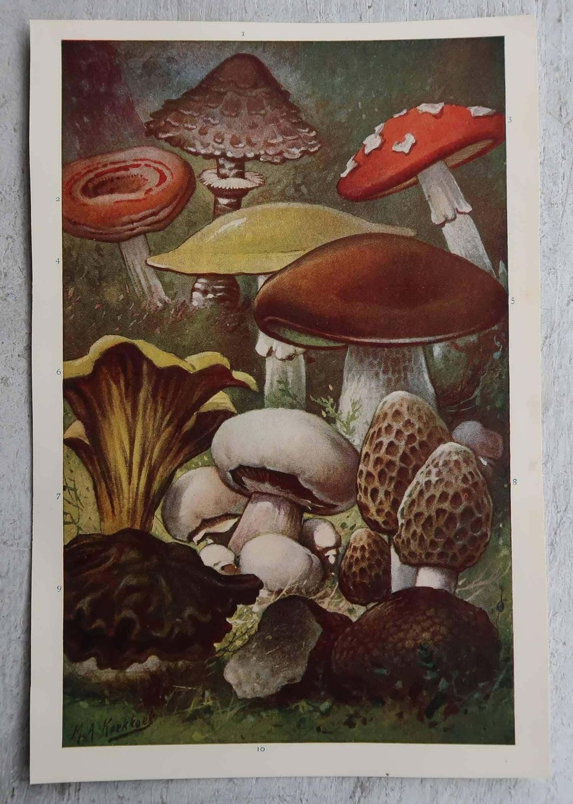 Pair Of Original Vintage Prints Of Mushrooms, Circa 1900 photo Art