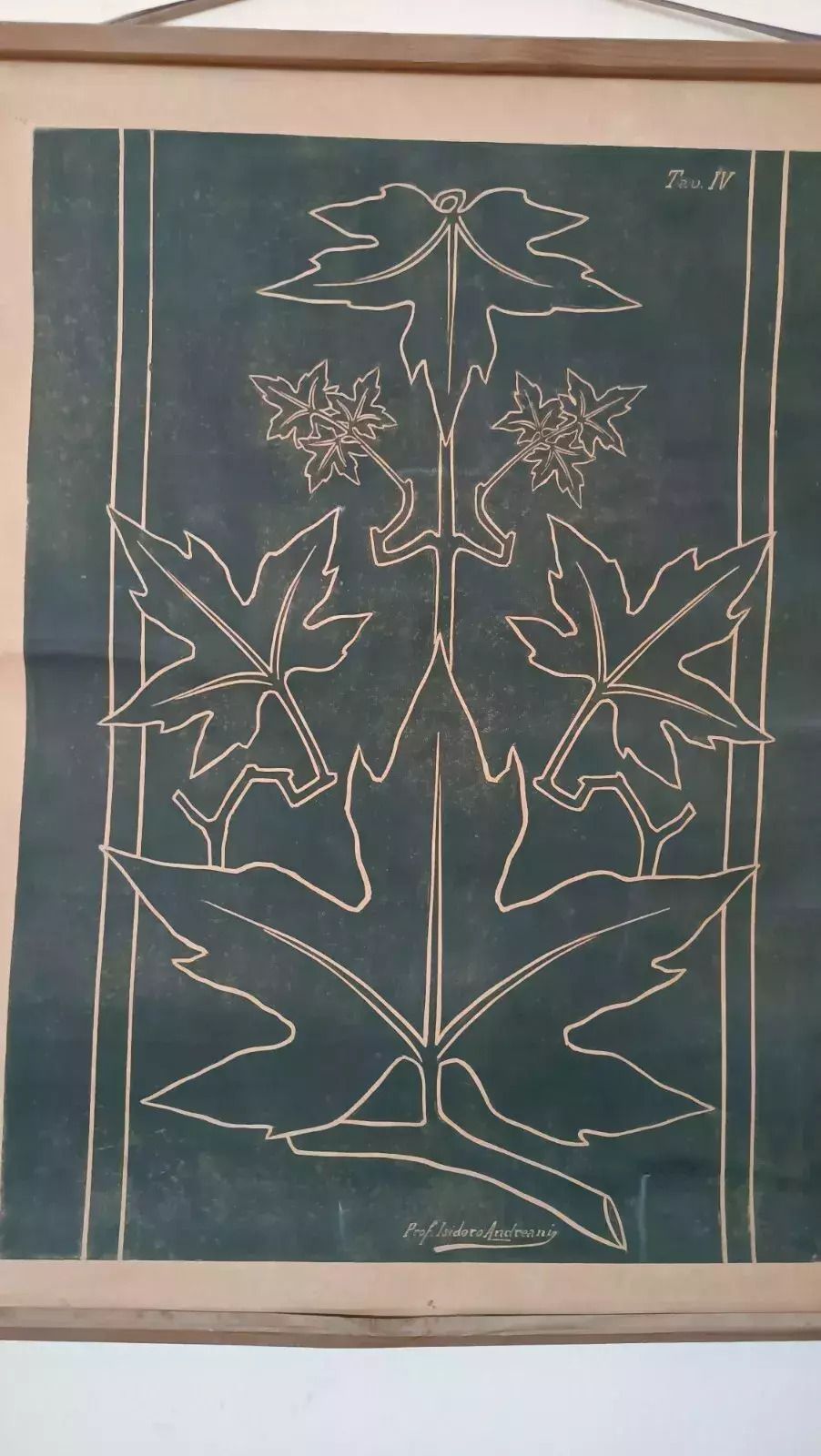 Antique Art Nouveau Table Print By Prof. Andreani Isidoro   Plants, Botany, Early 1900s photo for sale