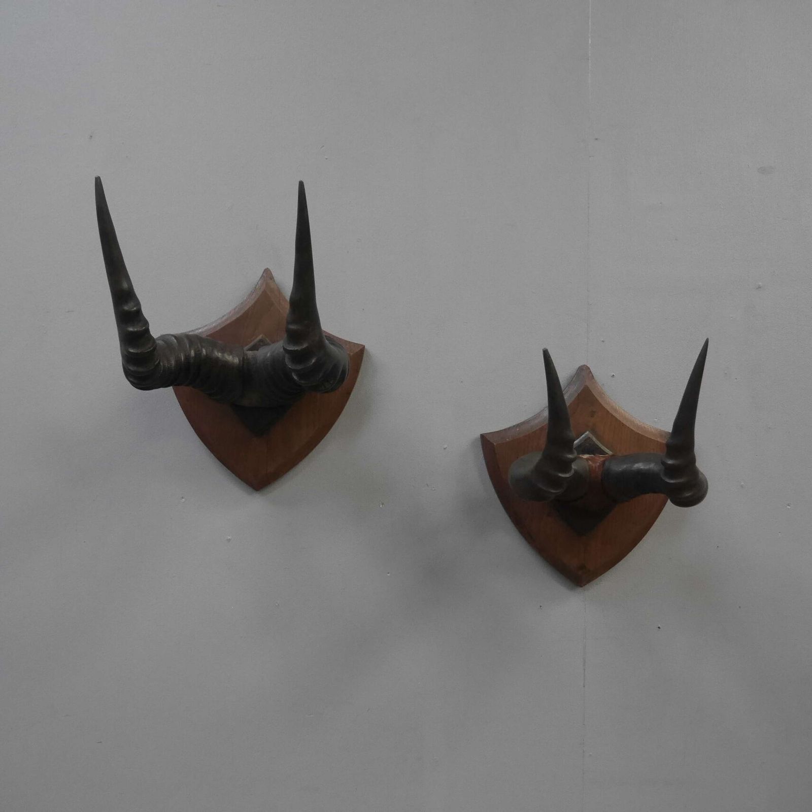 Pair Of Taxidermy Western Hartebeest Horns photo vintage