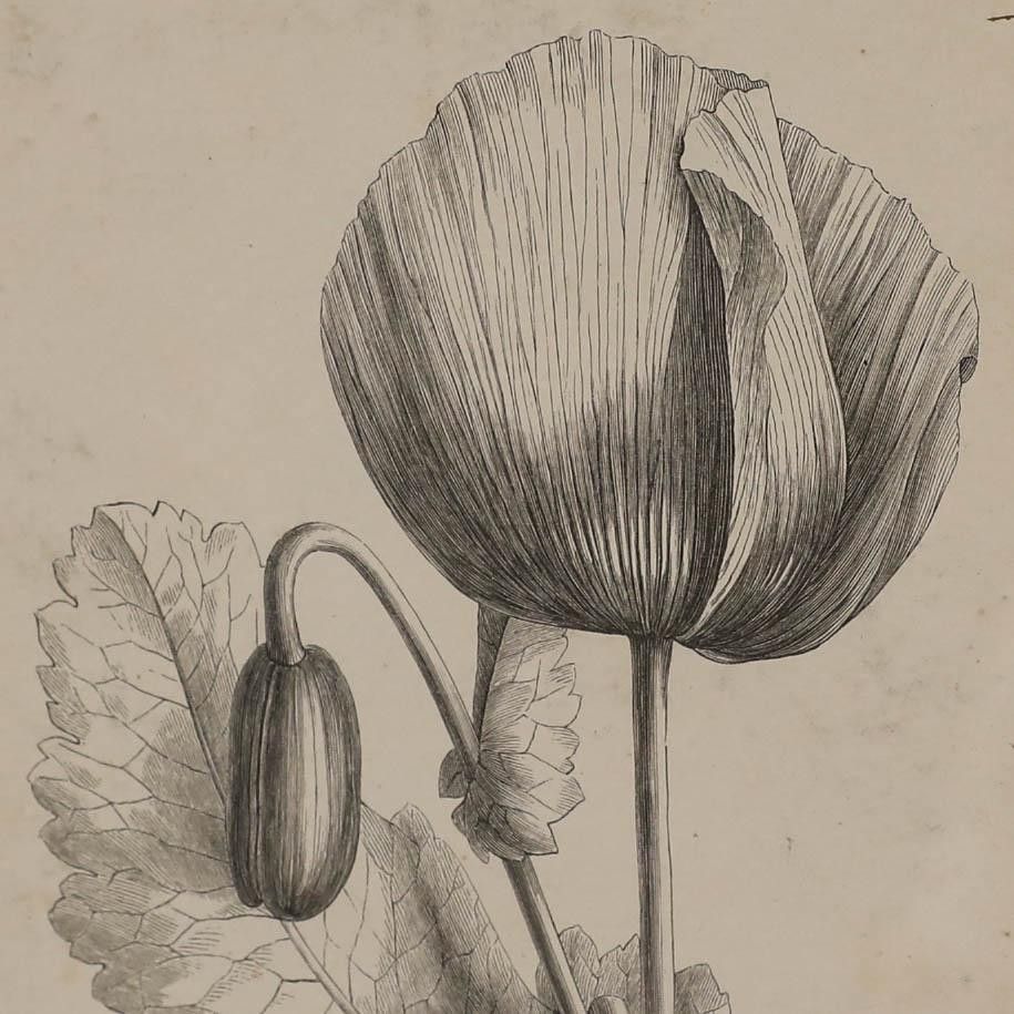 Native Flora Of Europe Framed 19th Century Lithograph, Papaver Somniferum photo Art