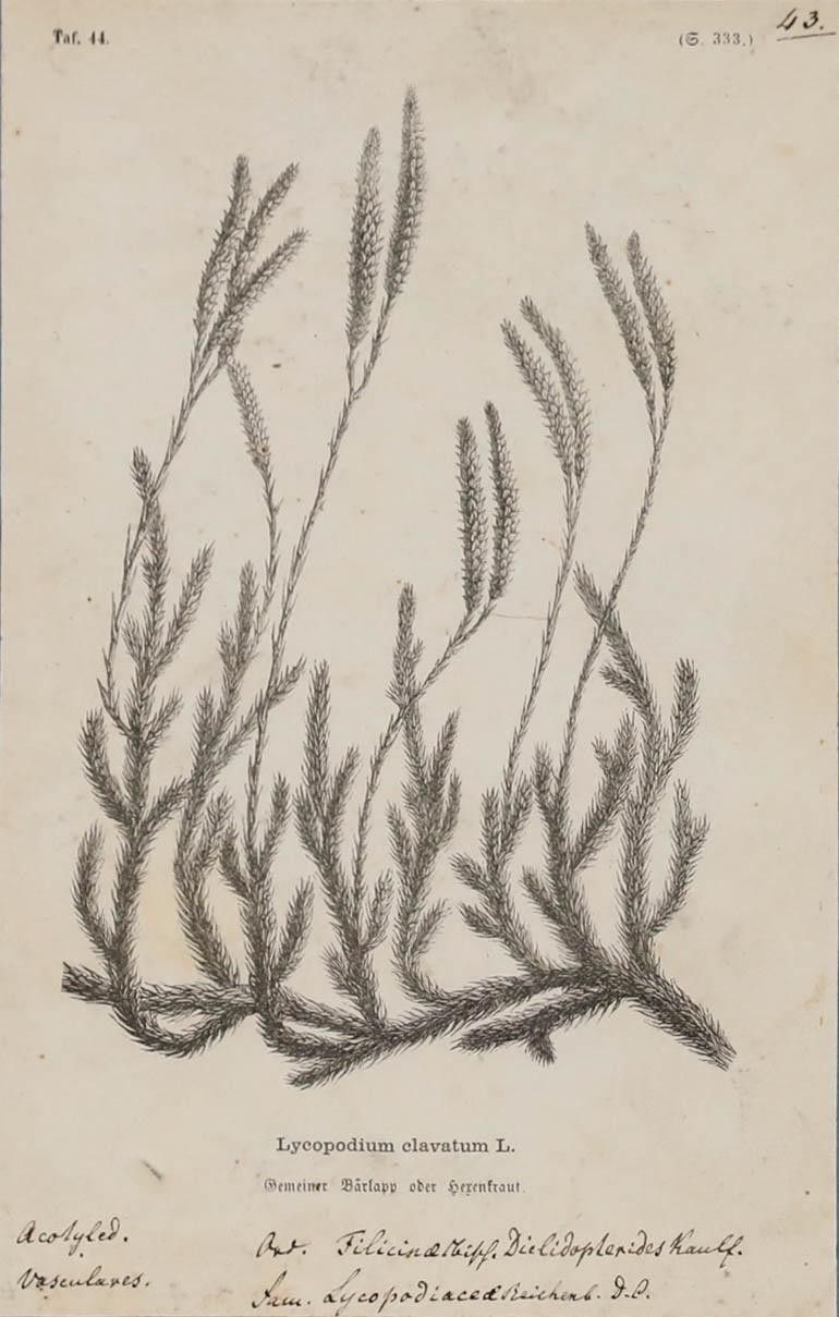 Native Flora Of Europe Framed 19th Century Lithograph, Lycopodium Clavatum photo furniture