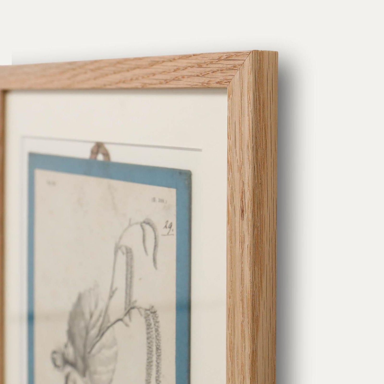 Native Flora Of Europe Framed 19th Century Lithograph, Corylus Avellana photo 100.0