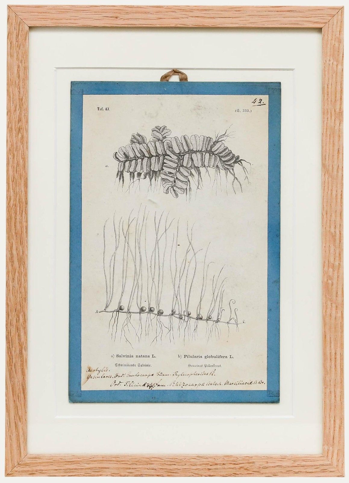 Native Flora Of Europe Framed 19th Century Lithograph, Salvinia & Pilularia