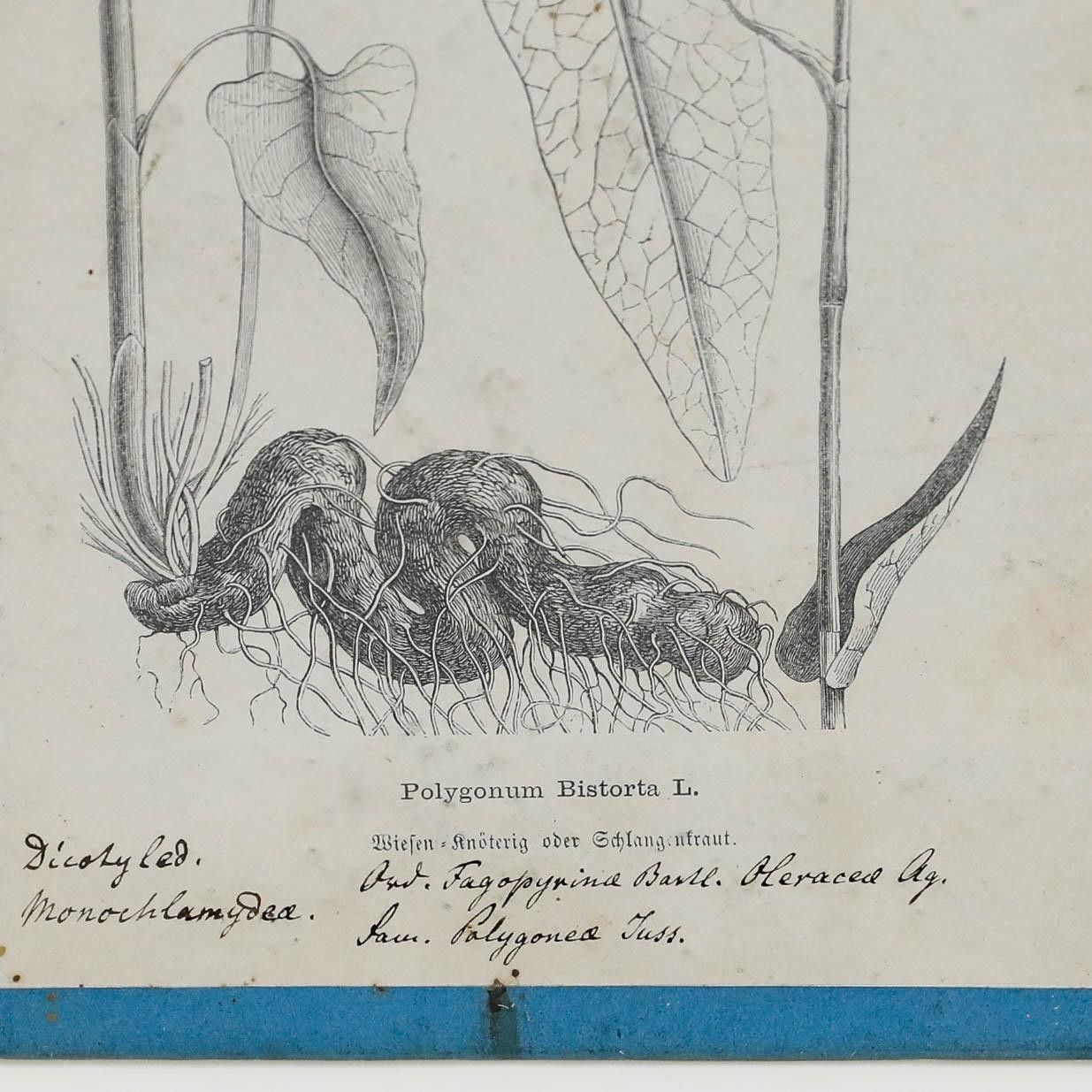 Native Flora Of Europe Framed 19th Century Lithograph, Polygonum Bistorta photo 100.0