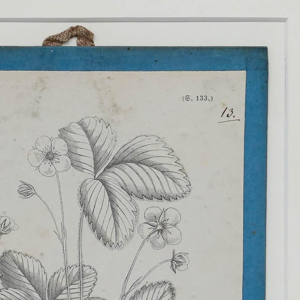 Native Flora Of Europe Framed 19th Century Lithograph, Fragaria Vesca photo Art