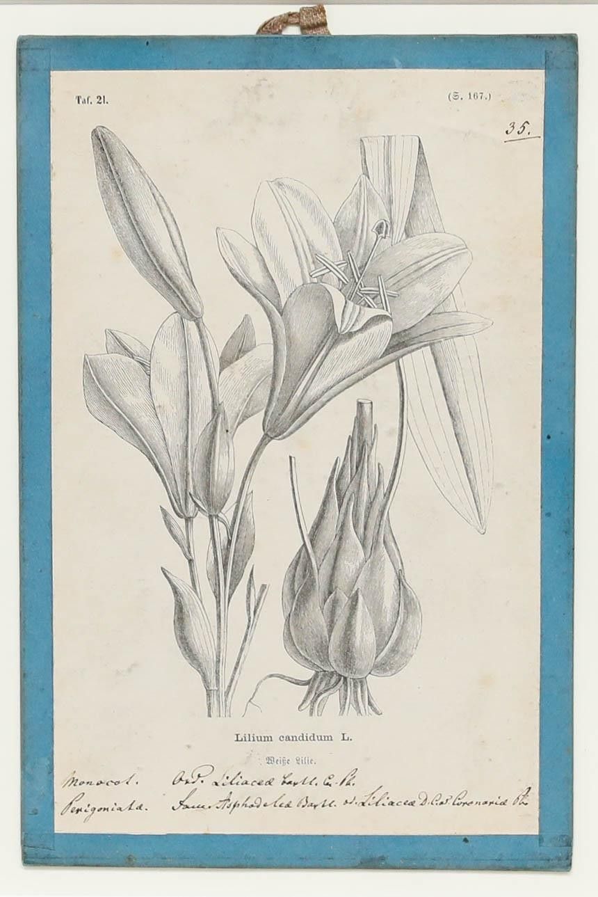 Native Flora Of Europe Framed 19th Century Lithograph, Lilium Candidum photo furniture
