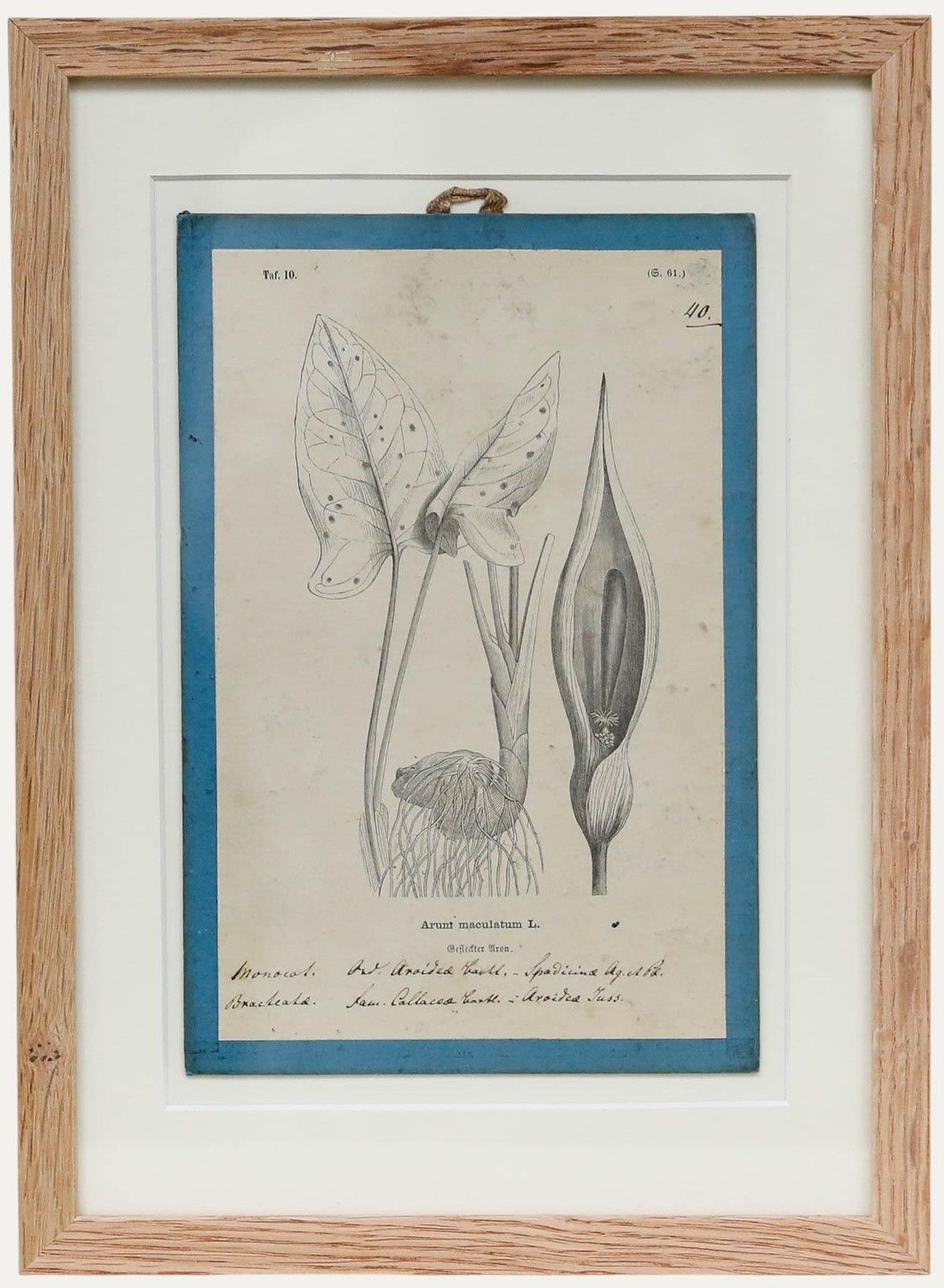 Native Flora Of Europe Framed 19th Century Lithograph, Arunt Maculatum