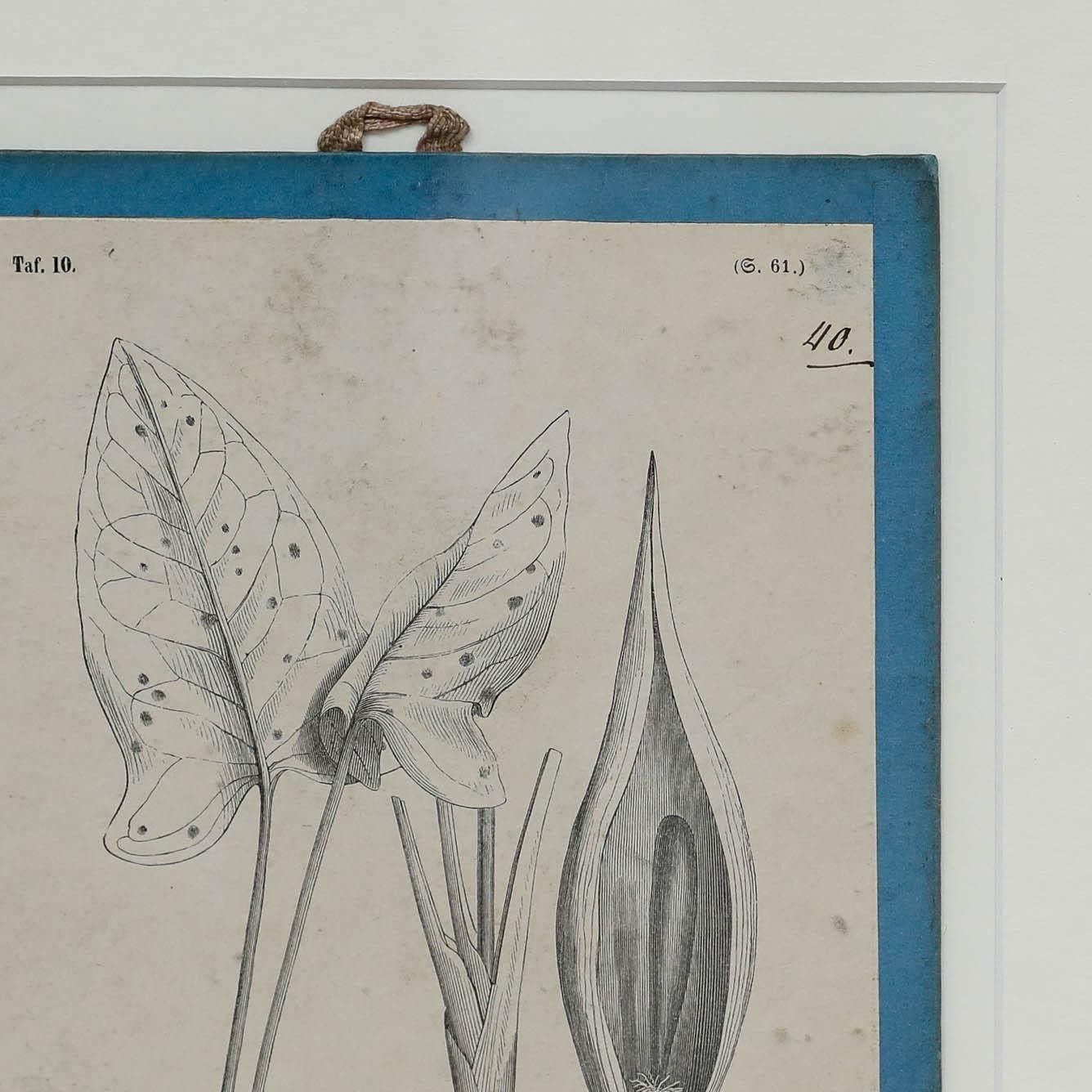 Native Flora Of Europe Framed 19th Century Lithograph, Arunt Maculatum photo Art