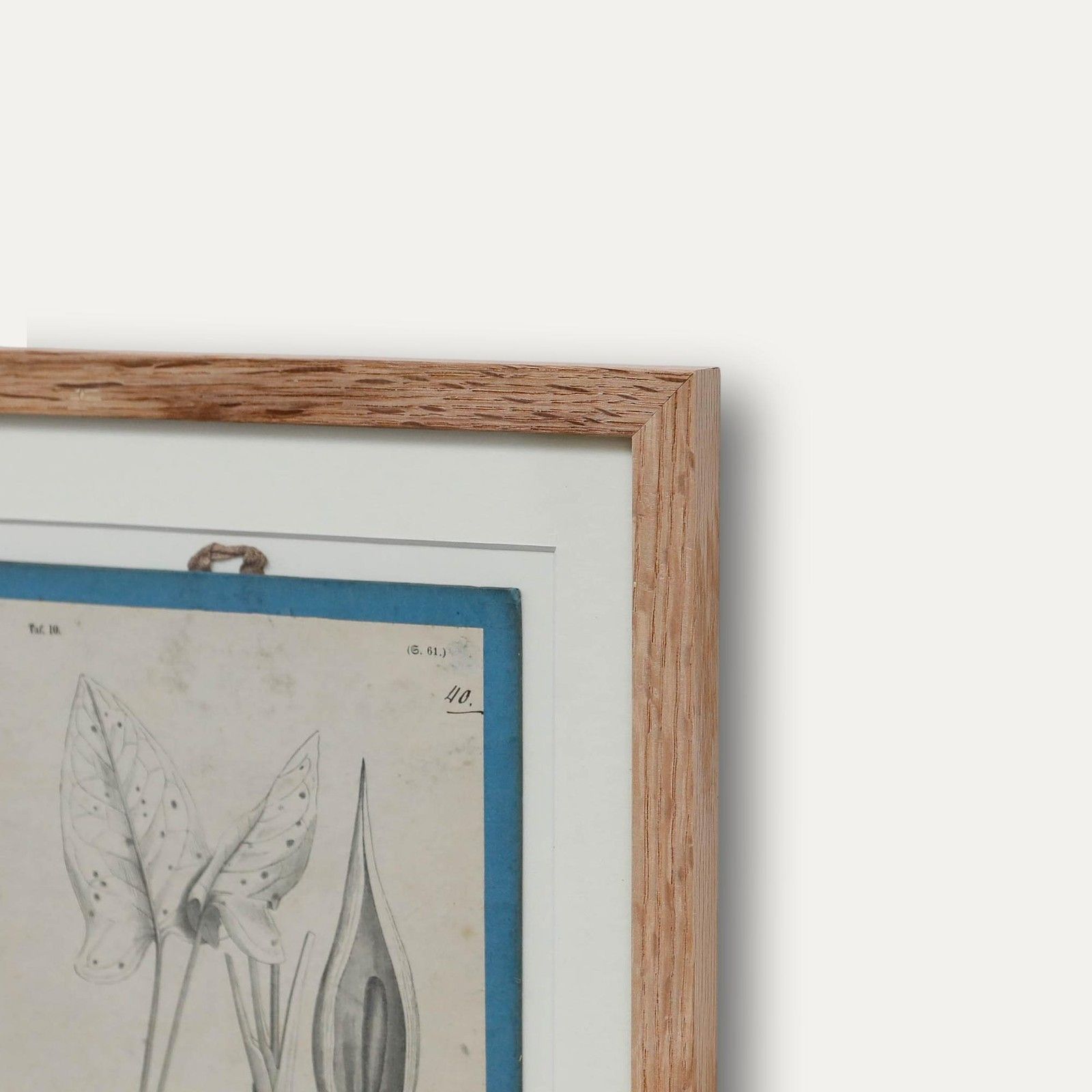 Native Flora Of Europe Framed 19th Century Lithograph, Arunt Maculatum photo vinterior