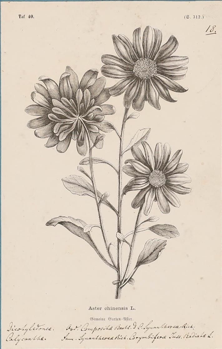 Native Flora Of Europe Framed 19th Century Lithograph, Aster Chinensis photo furniture