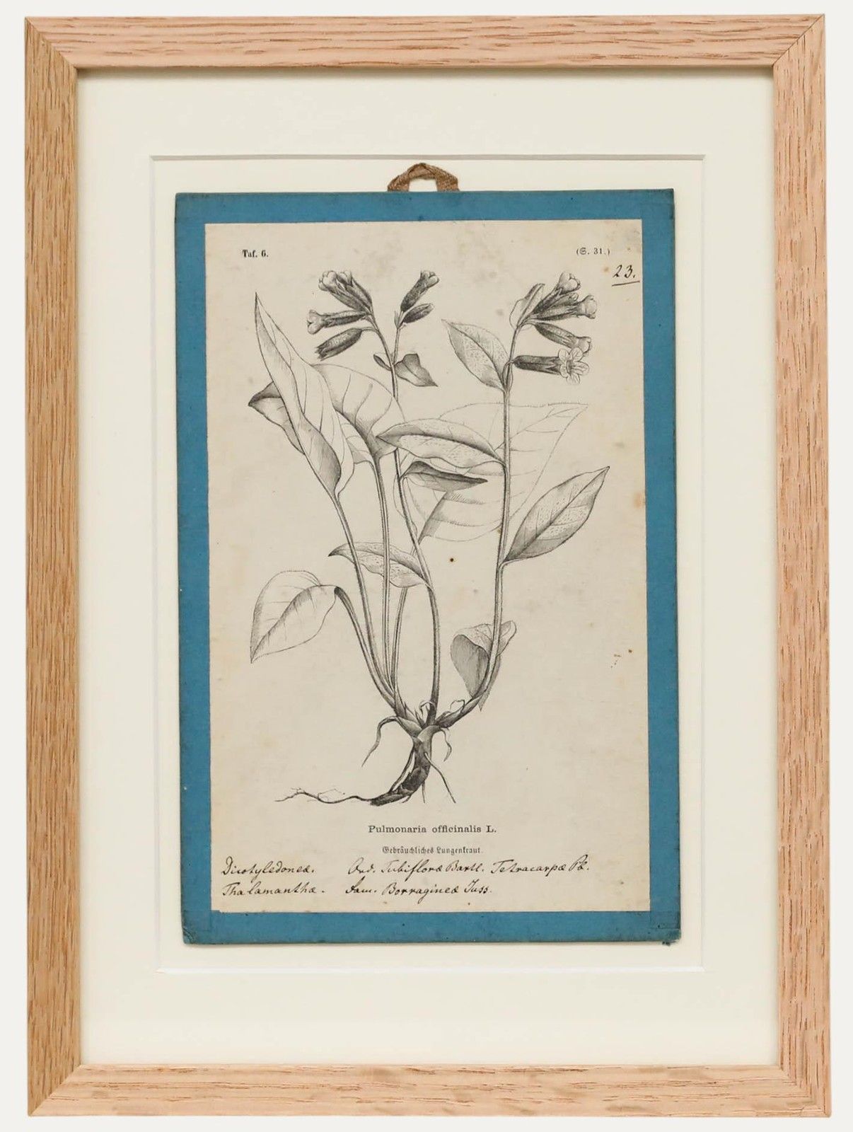 Native Flora Of Europe Framed 19th Century Lithograph, Pulmonaria Officinalis