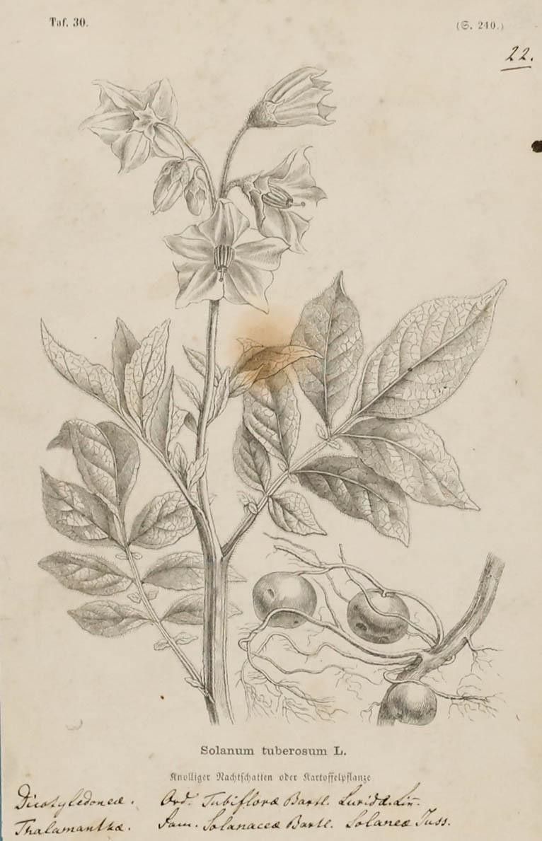 Native Flora Of Europe Framed 19th Century Lithograph, Solanum Tuberosum photo furniture