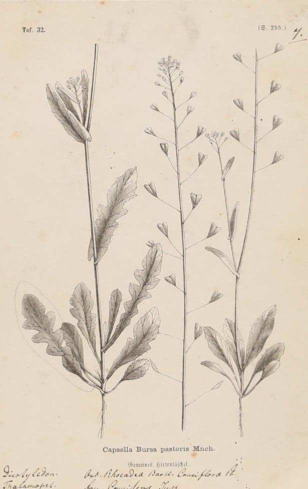 Native Flora Of Europe Framed 19th Century Lithograph, Capsella Bursa Pastoris photo furniture
