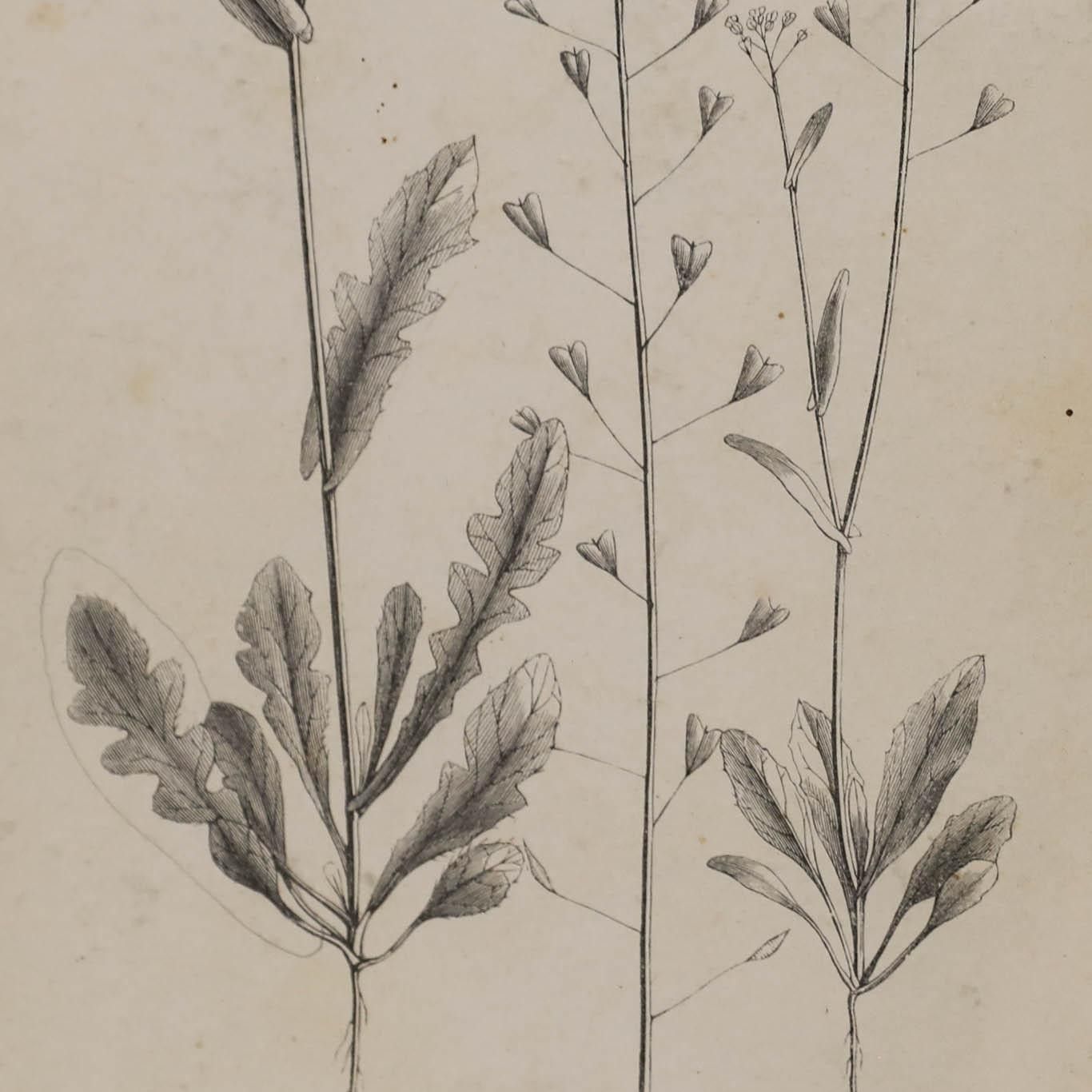 Native Flora Of Europe Framed 19th Century Lithograph, Capsella Bursa Pastoris photo Art