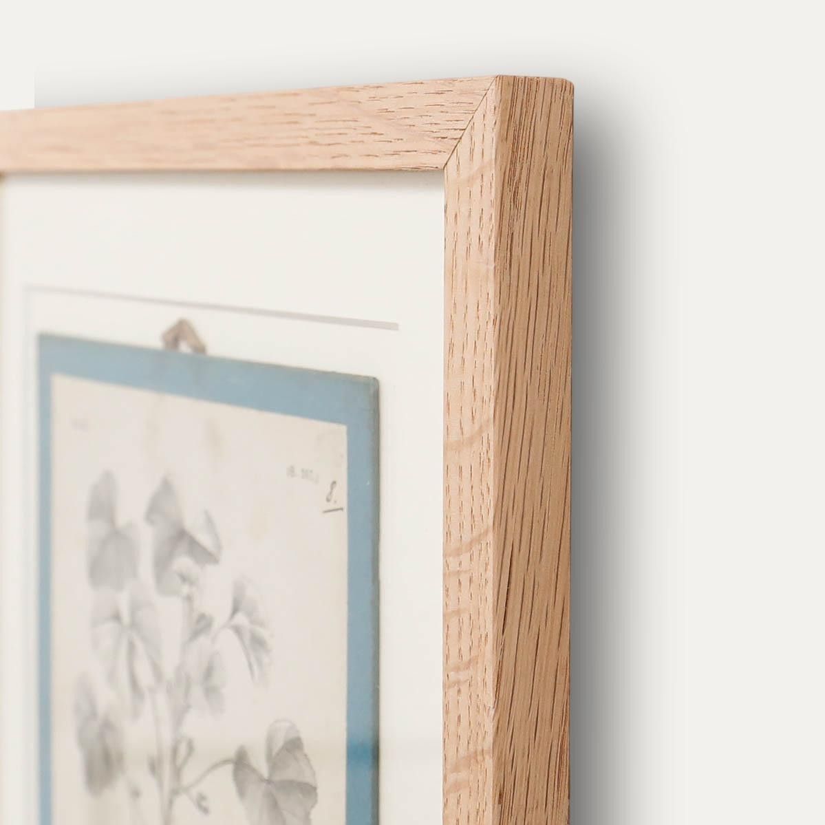 Native Flora Of Europe Framed 19th Century Lithograph, Malva Rotundifolia photo 100.0