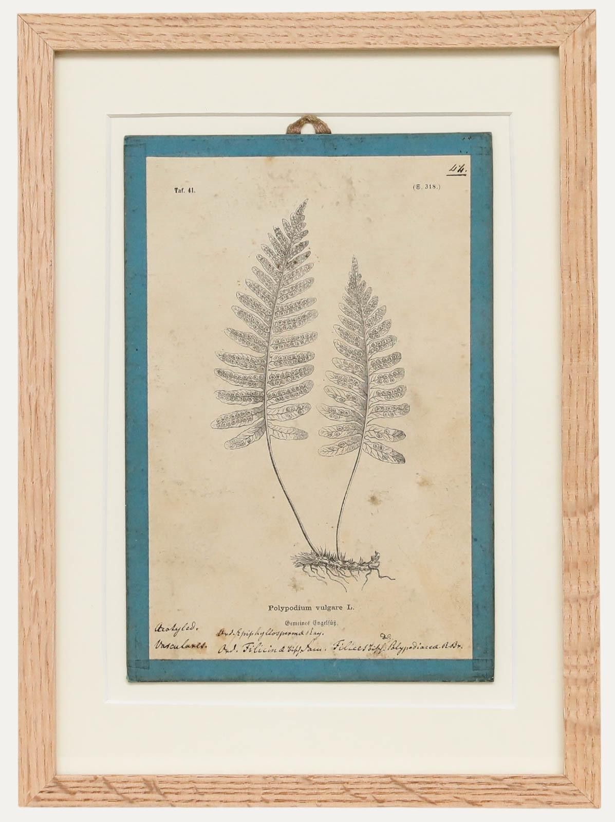 Native Flora Of Europe Framed 19th Century Lithograph, Polypodium Vulgare