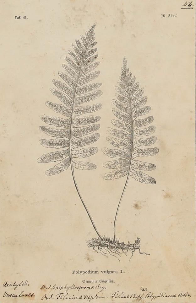 Native Flora Of Europe Framed 19th Century Lithograph, Polypodium Vulgare photo furniture