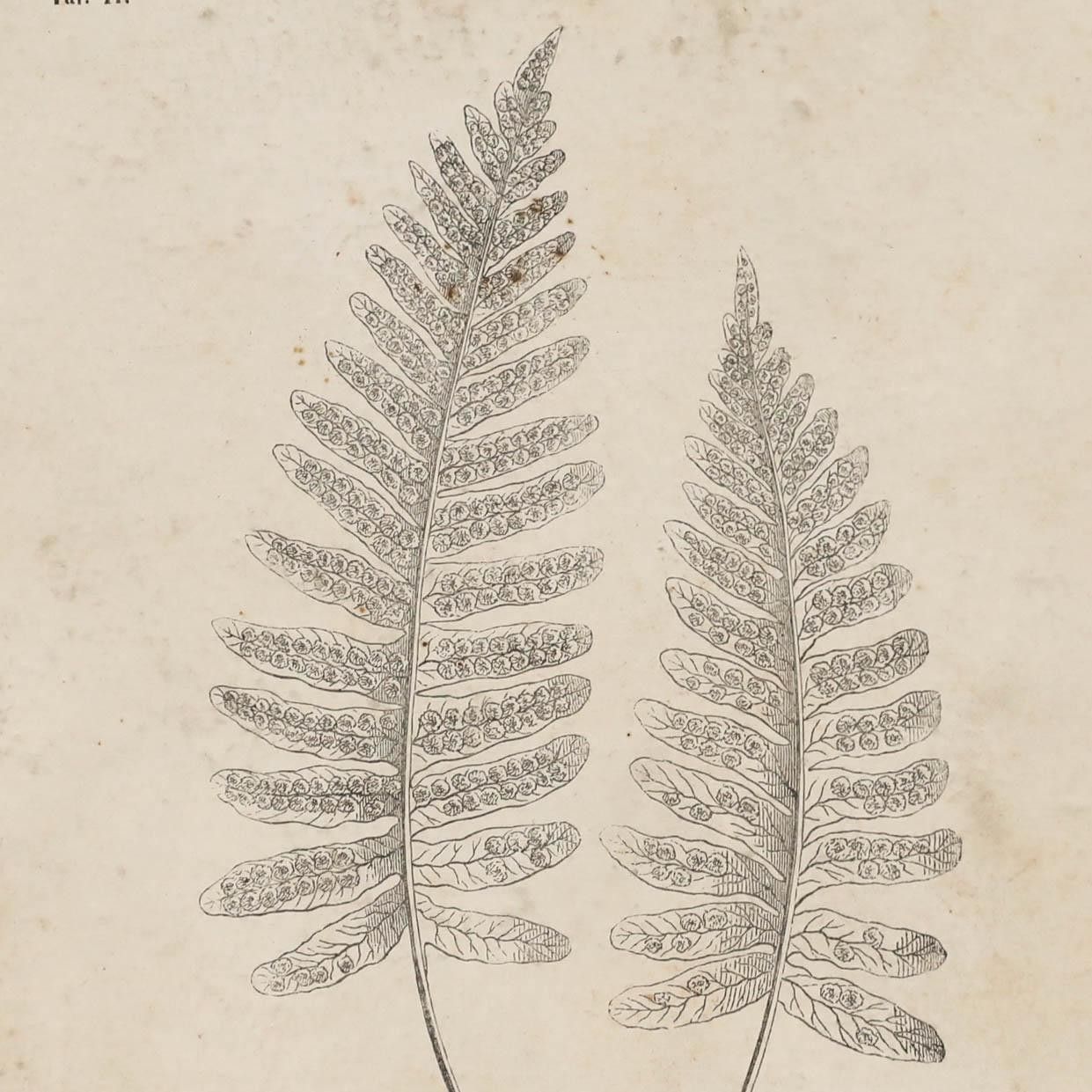 Native Flora Of Europe Framed 19th Century Lithograph, Polypodium Vulgare photo Art