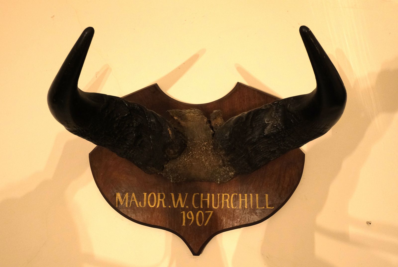 Antique Taxidermy Mounted Cape Buffalo Horns