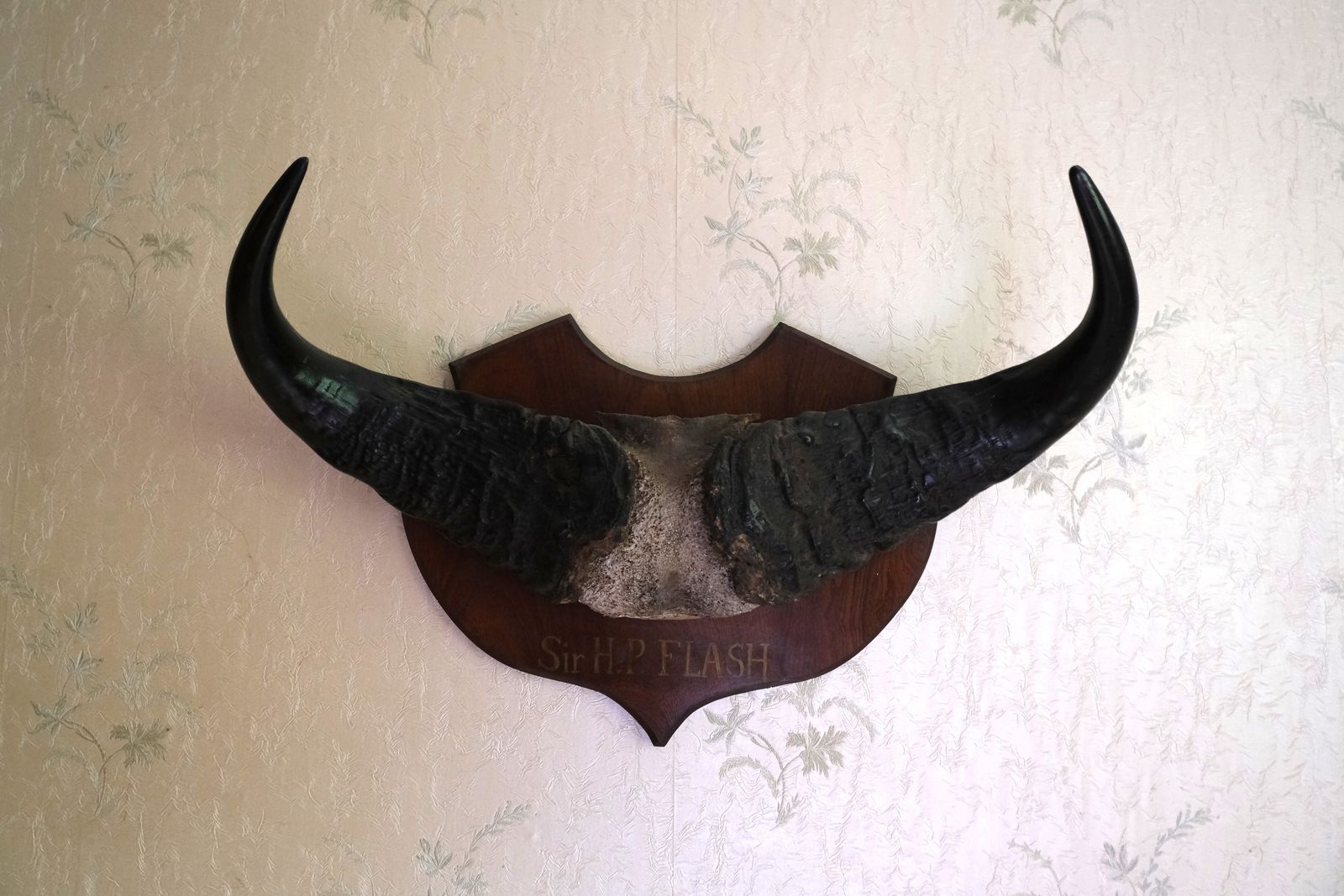Antique Taxidermy Mounted Cape Buffalo Horns photo for sale