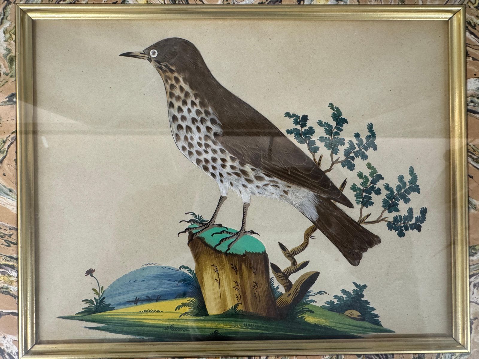 Set Of 7 Antique Watercolour & Feather Bird Pictures photo furniture