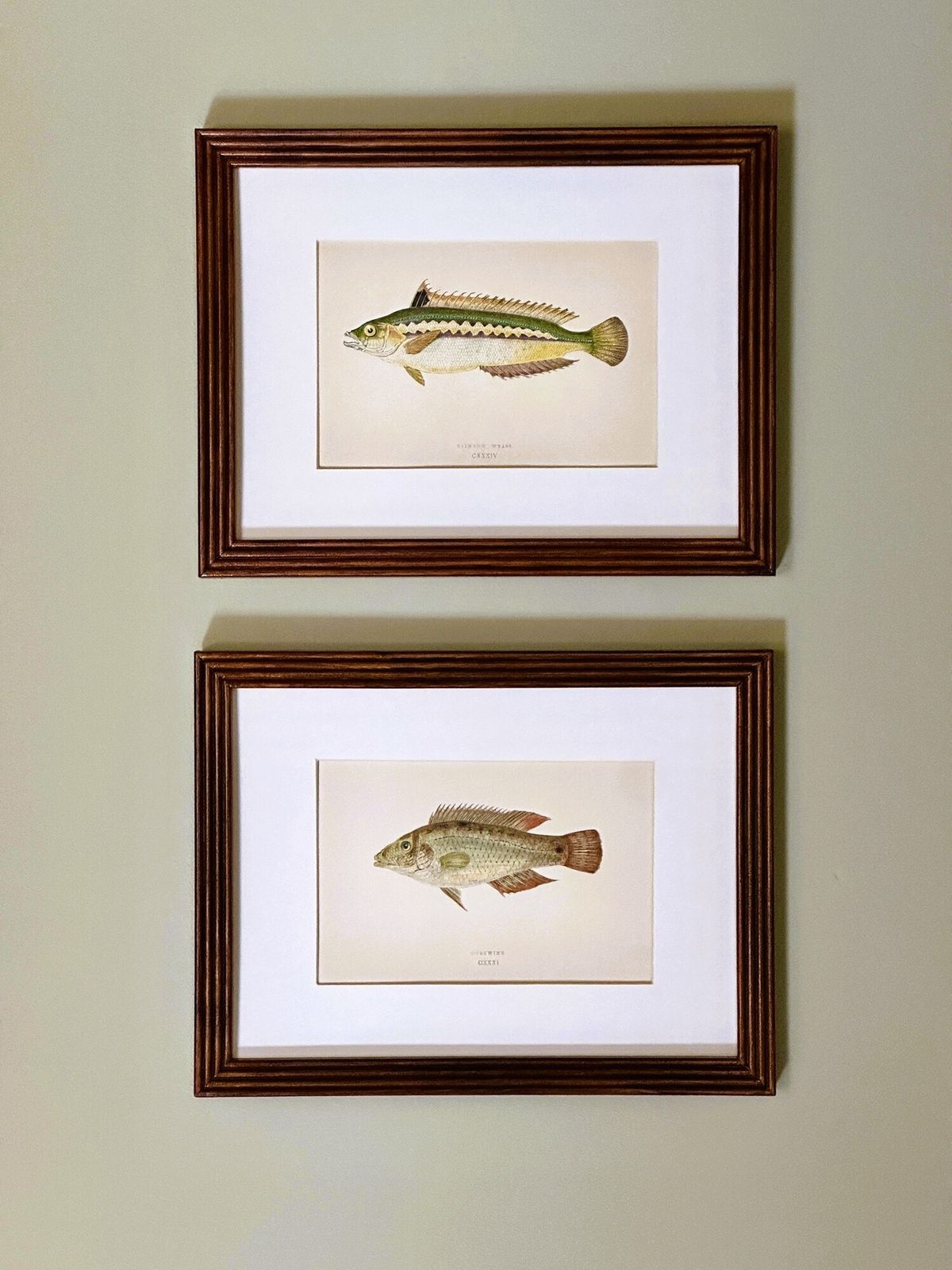 Pair Of 19th Century Hand Coloured Fish Illustrations By Jonathan Couch