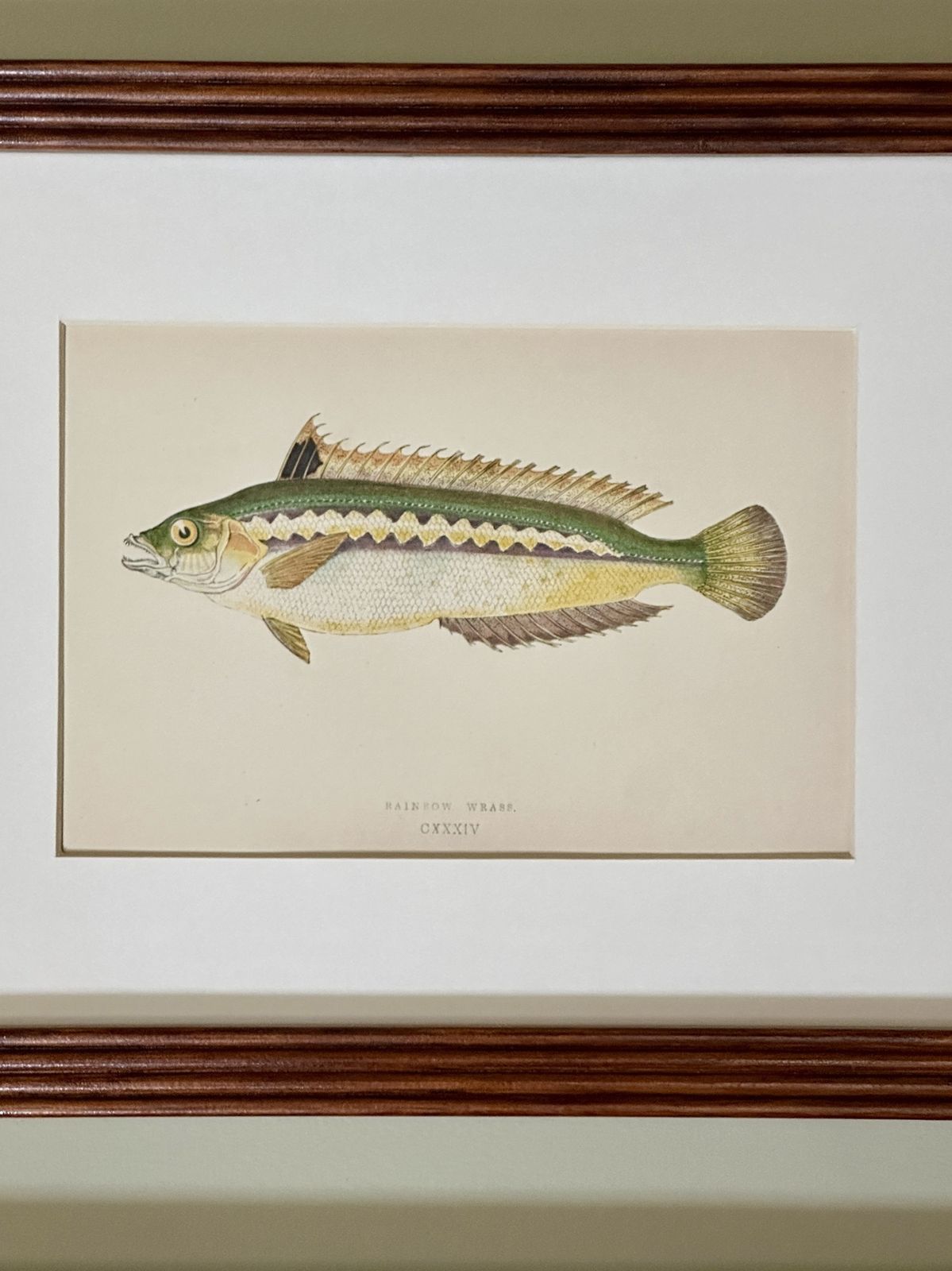 Pair Of 19th Century Hand Coloured Fish Illustrations By Jonathan Couch photo furniture