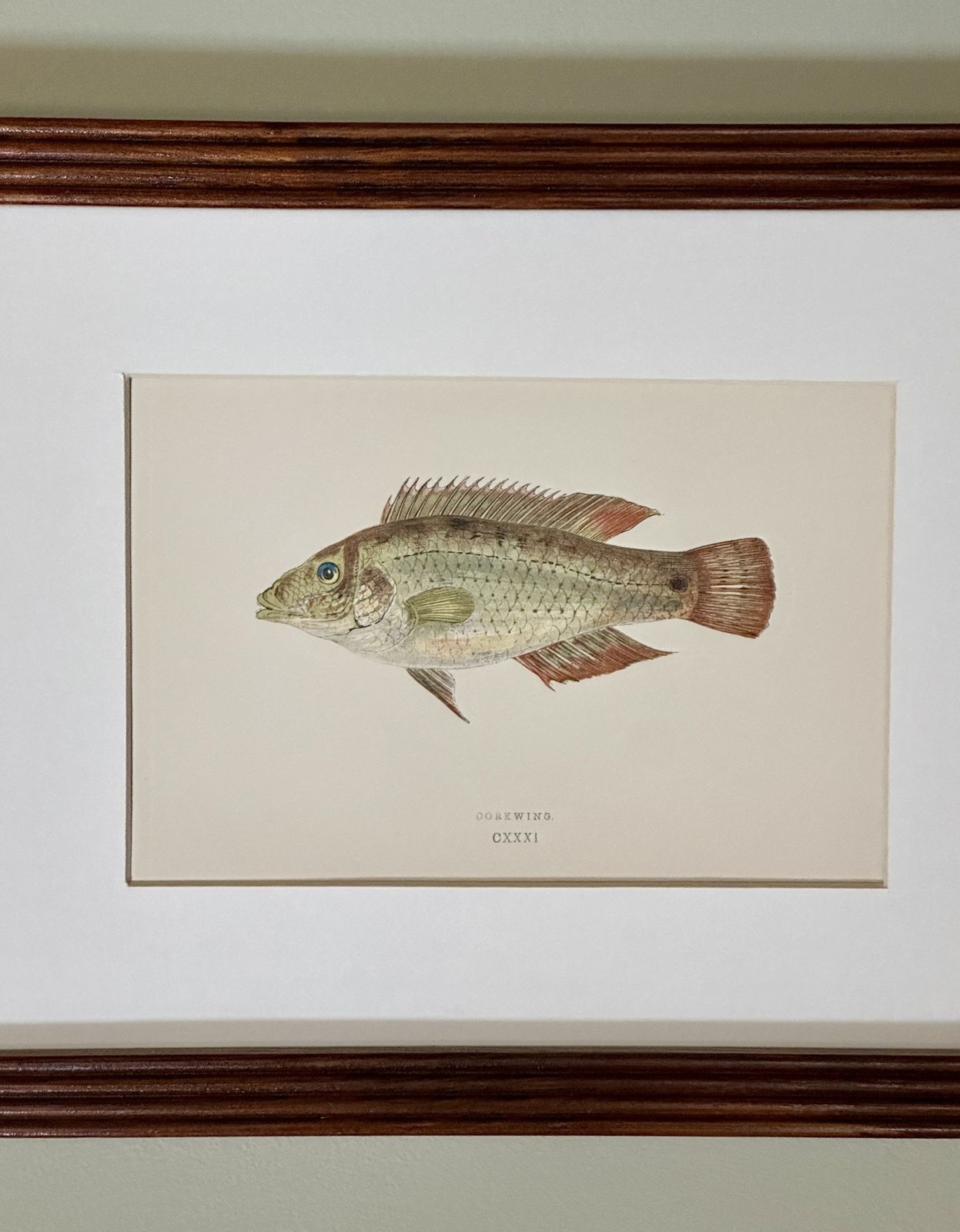 Pair Of 19th Century Hand Coloured Fish Illustrations By Jonathan Couch photo for sale